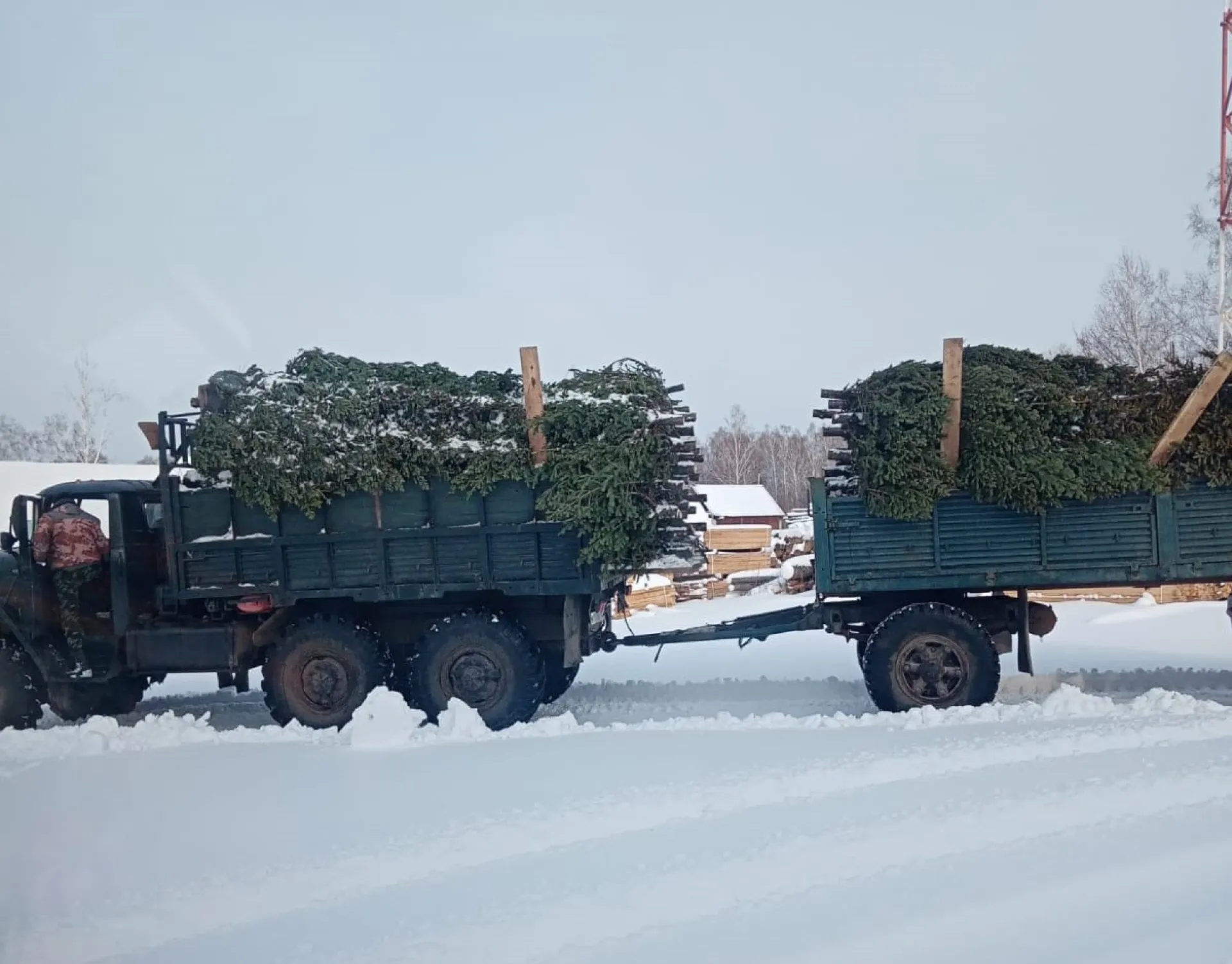 Под самый корешок. Житель Алтайского края незаконно срубил 154 пихты