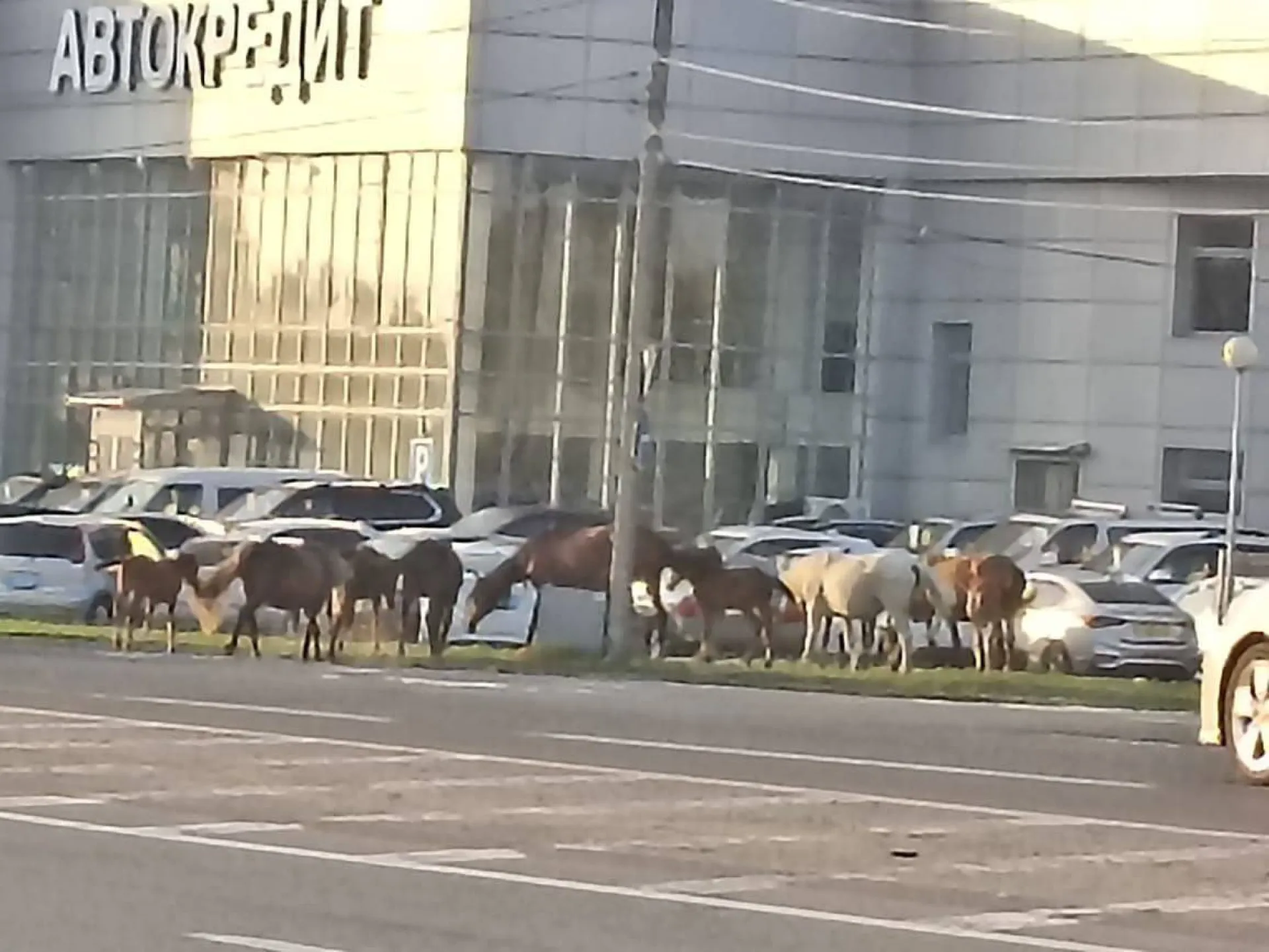 Табун лошадей заметили в Барнауле