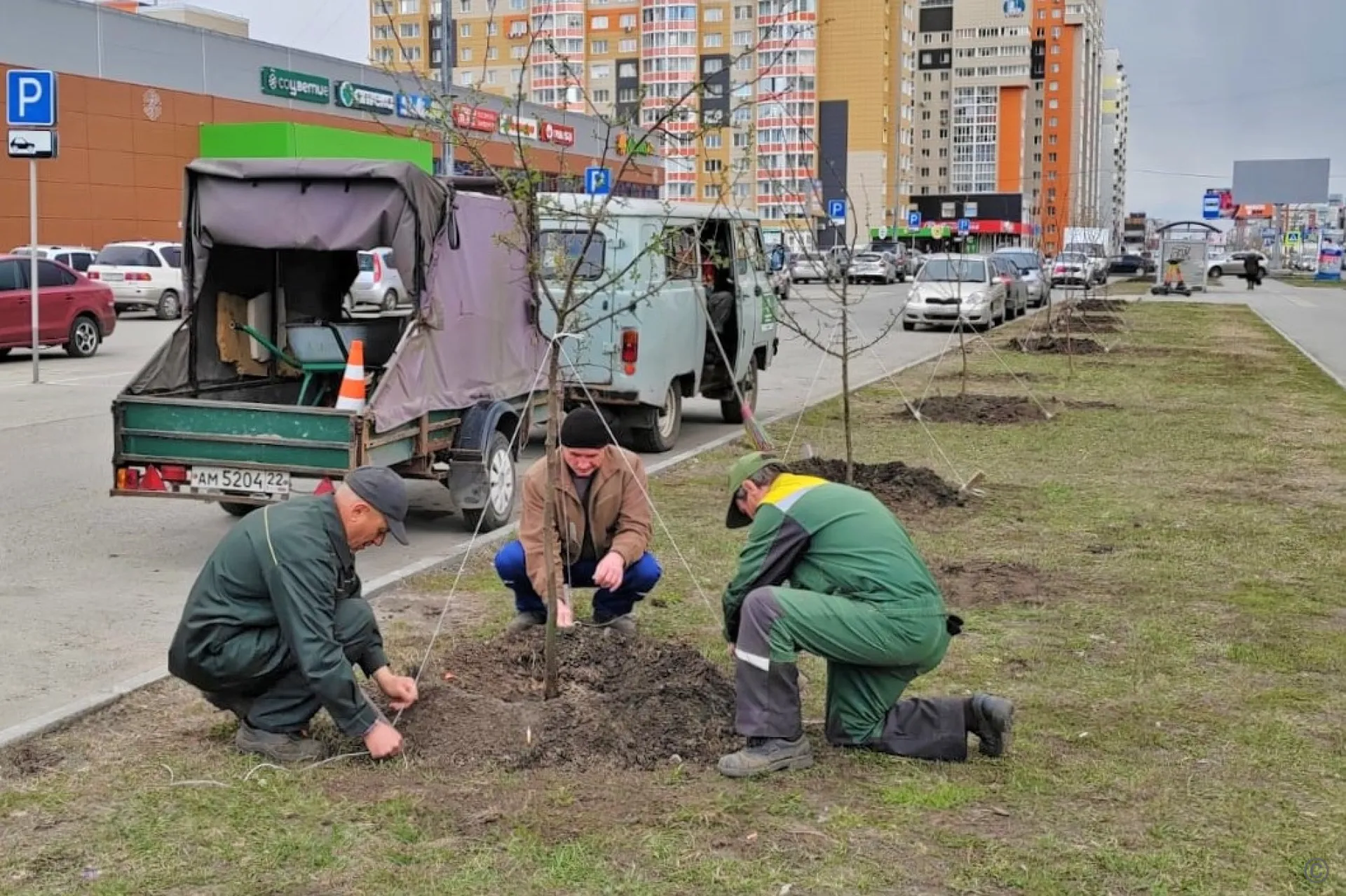 В Барнауле приступили к высадке молодых деревьев