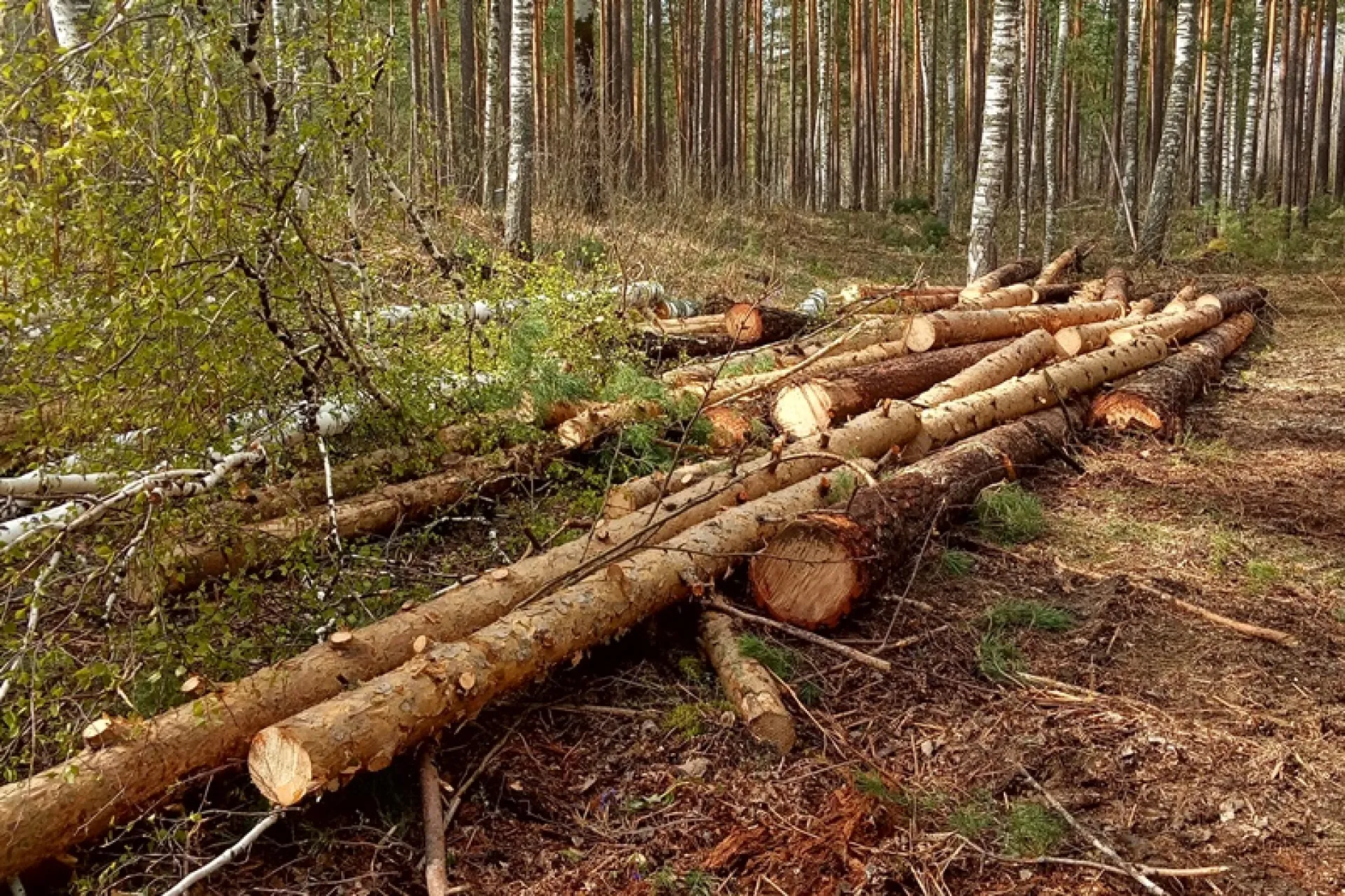 «Черных лесорубов» поймали в Троицком районе