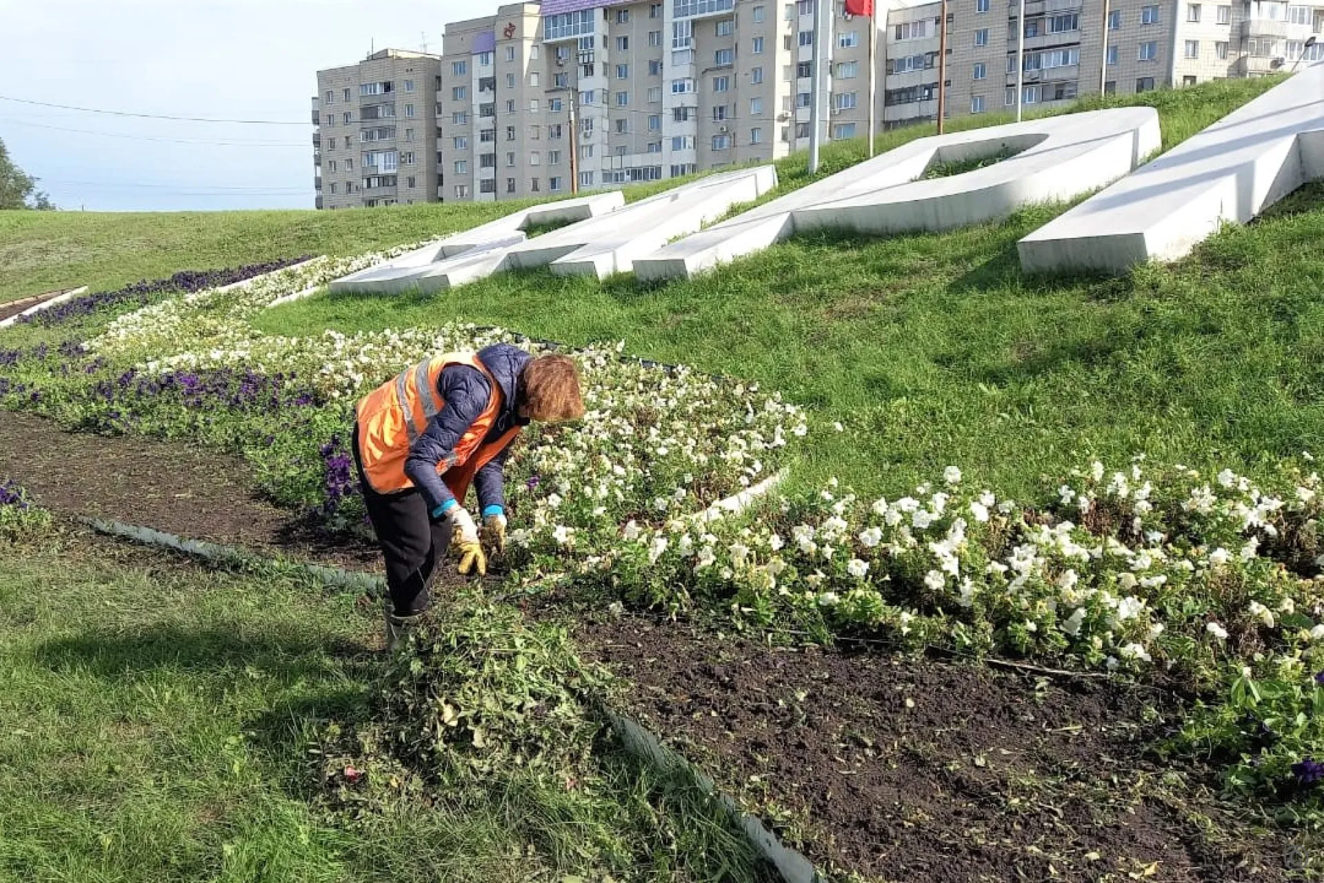 75 тысяч тюльпанов украсят клумбы Барнаула весной 75 тысяч тюльпанов украсят клумбы Барнаула весной