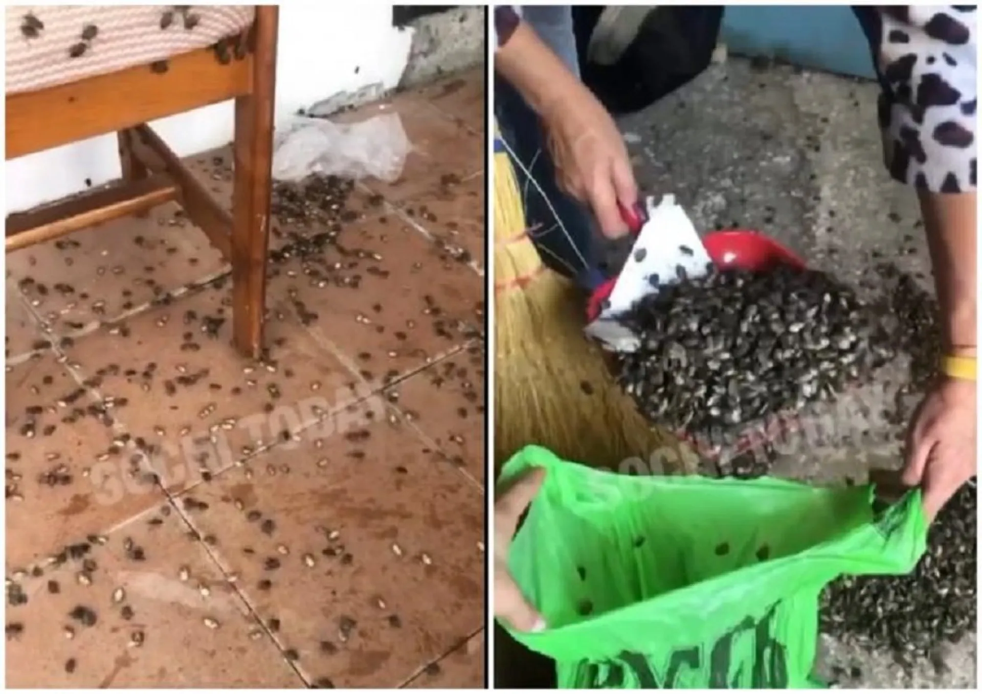 Жителей Сочи атаковали клопы