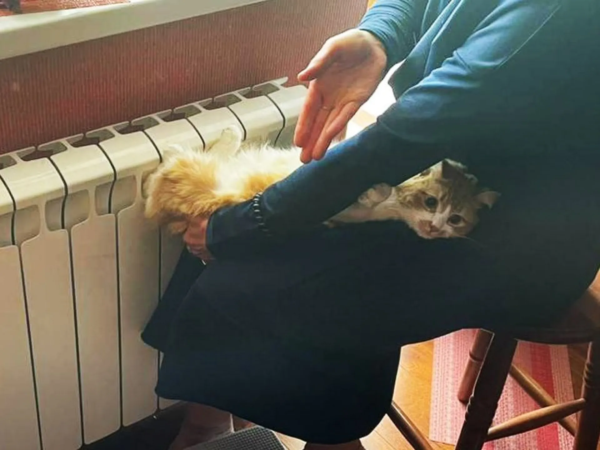 Застрявшую в батарее кошку спасли в Подмосковье Застрявшую в батарее кошку спасли в Подмосковье