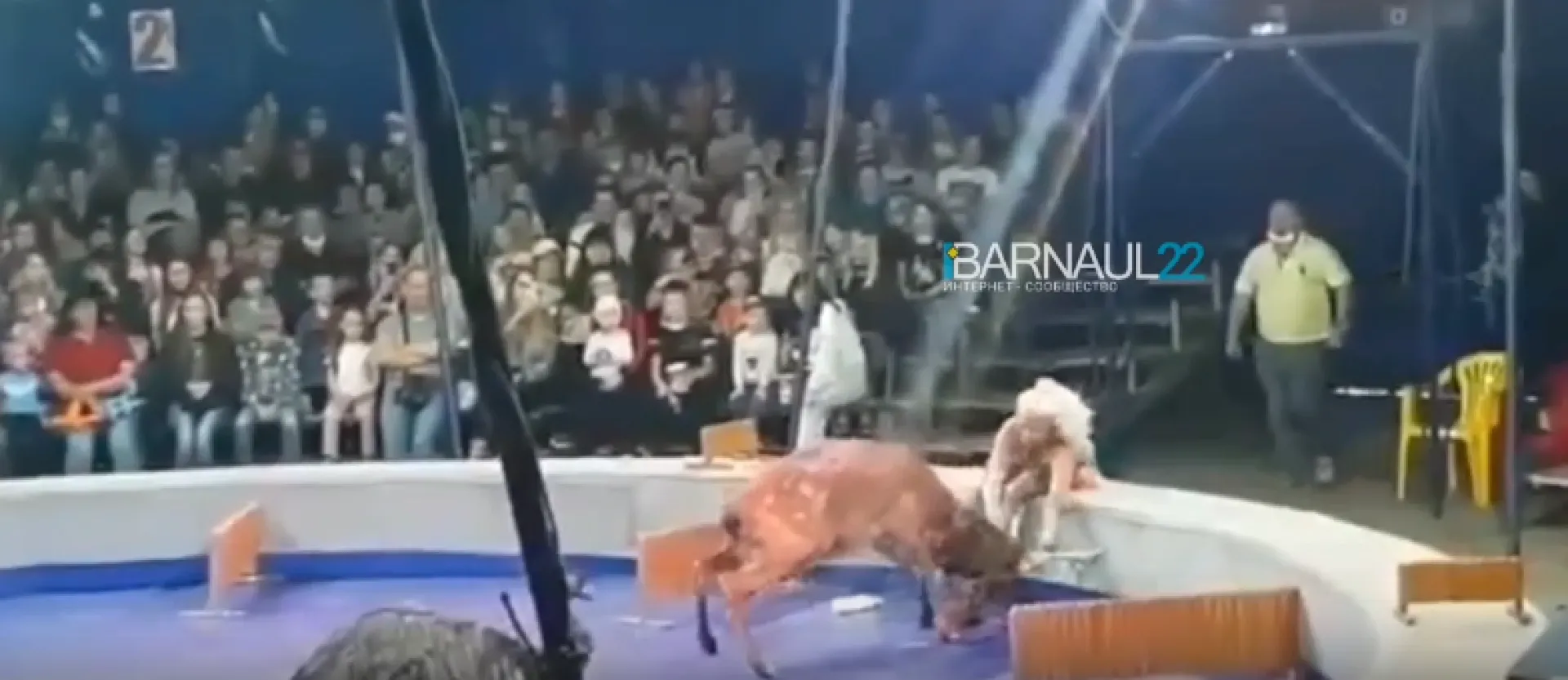 В Барнауле олень напал на помощницу дрессировщика прямо во время выступления в цирке В Барнауле олень напал на помощницу дрессировщика прямо во время выступления в цирке