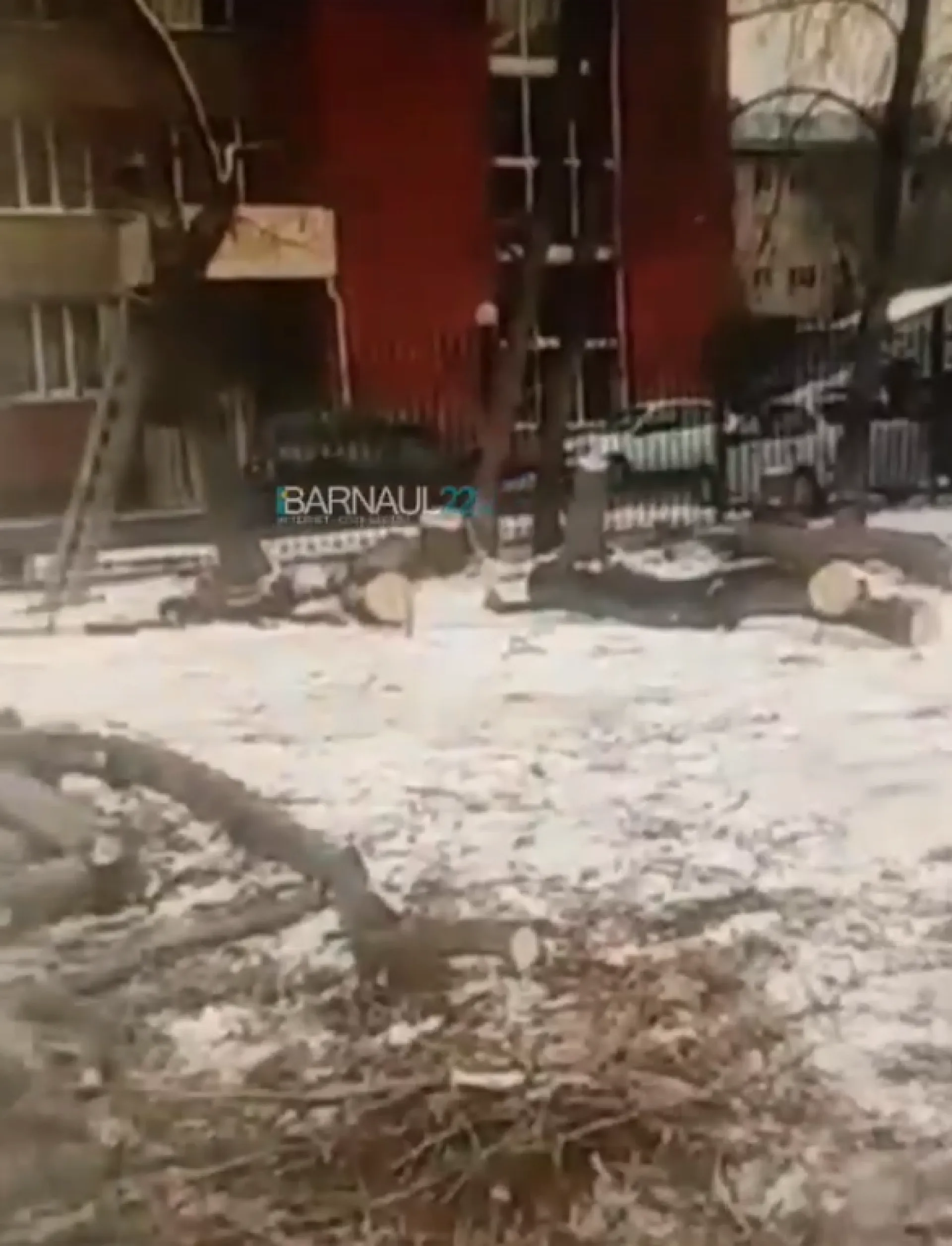 Барнаульцы заметили незаконную вырубку берёз около краевой библиотеки Барнаульцы заметили незаконную вырубку берёз около краевой библиотеки