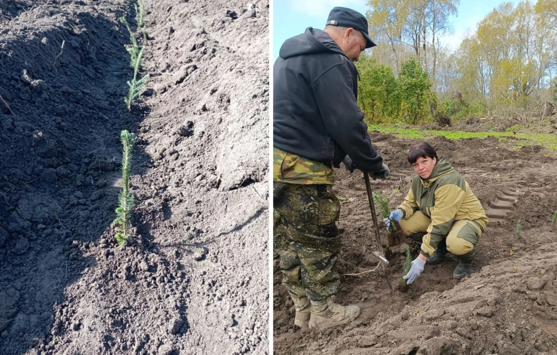 Более 1,5 миллиона деревьев высадят в лесах Алтайского края осенью Более 1,5 миллиона деревьев высадят в лесах Алтайского края осенью