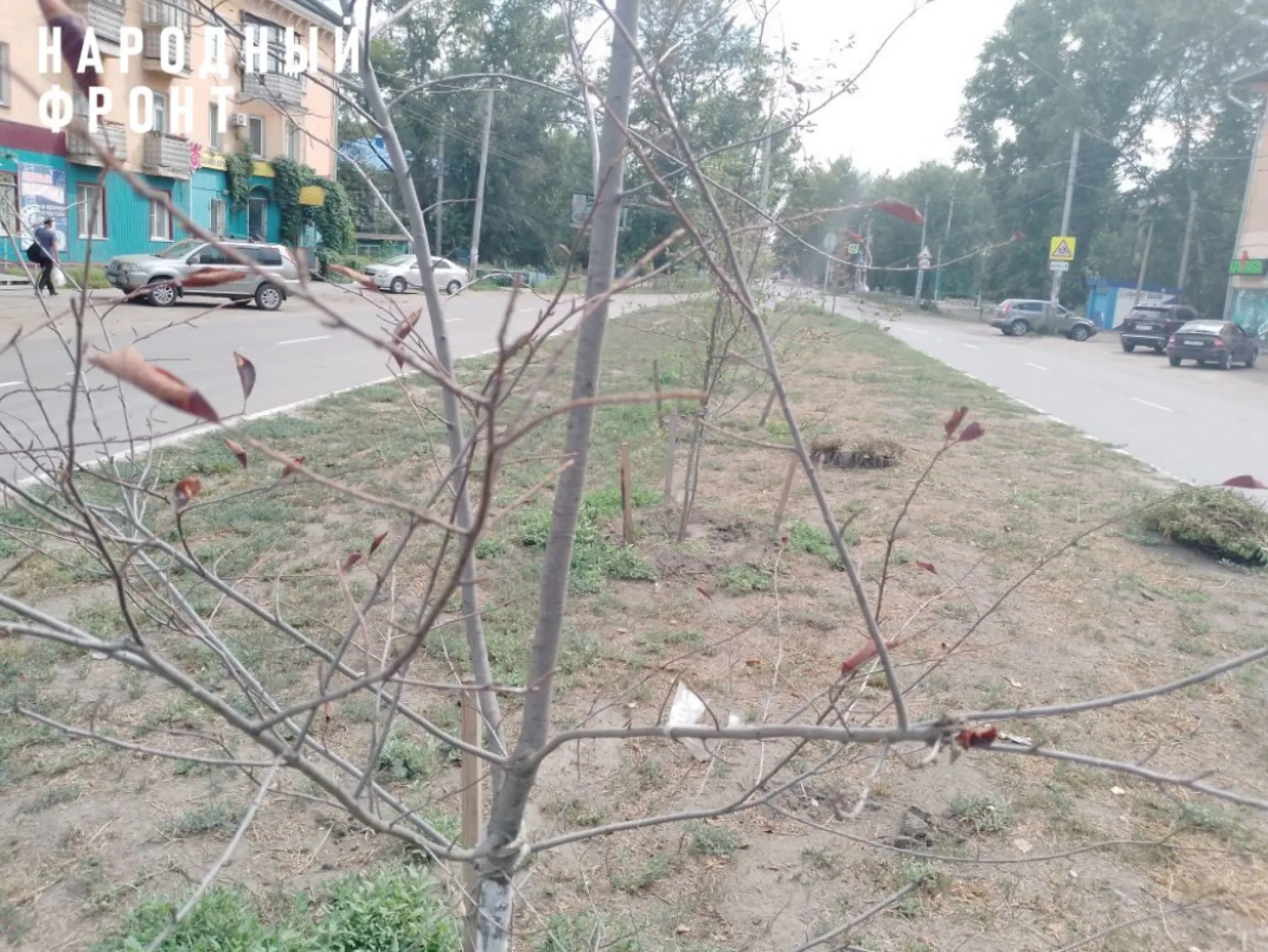 Аллея в центре Рубцовска лишилась деревьев