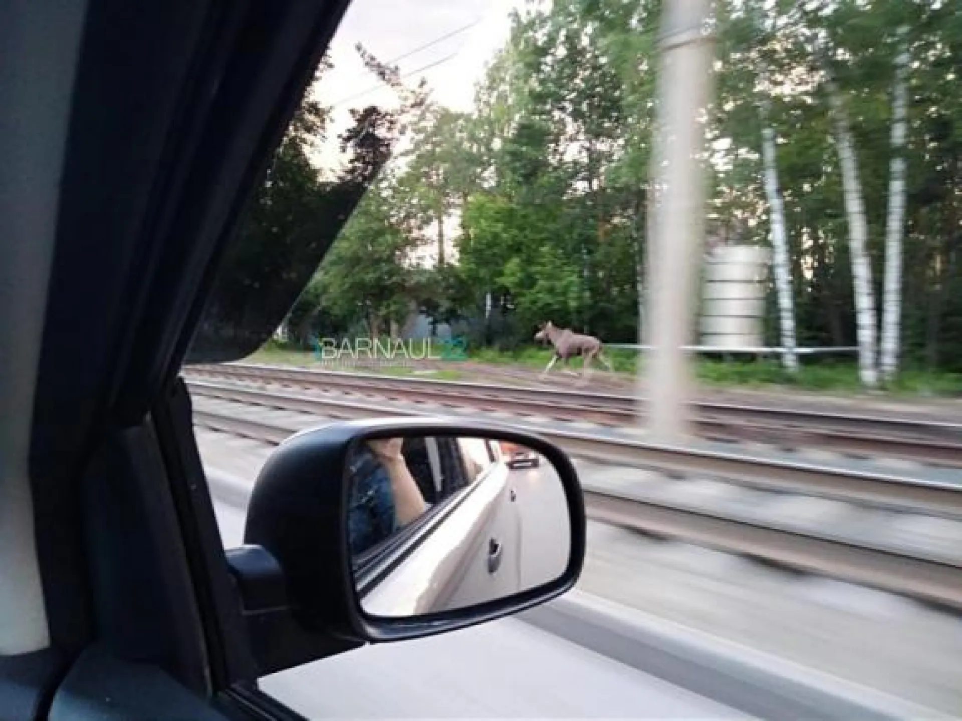 Соцсети: лоси были замечены в Барнауле