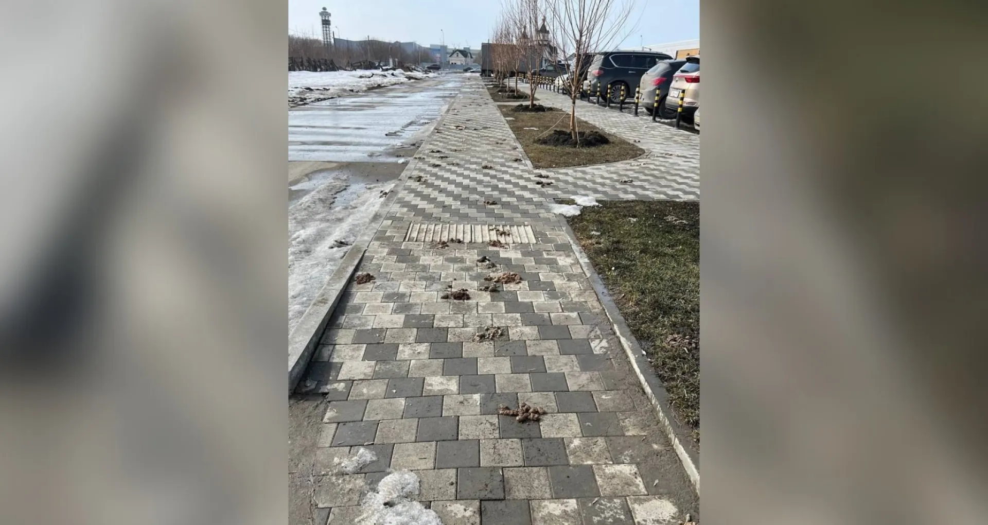 Собачьи «мины» на тротуарах расстроили барнаульцев