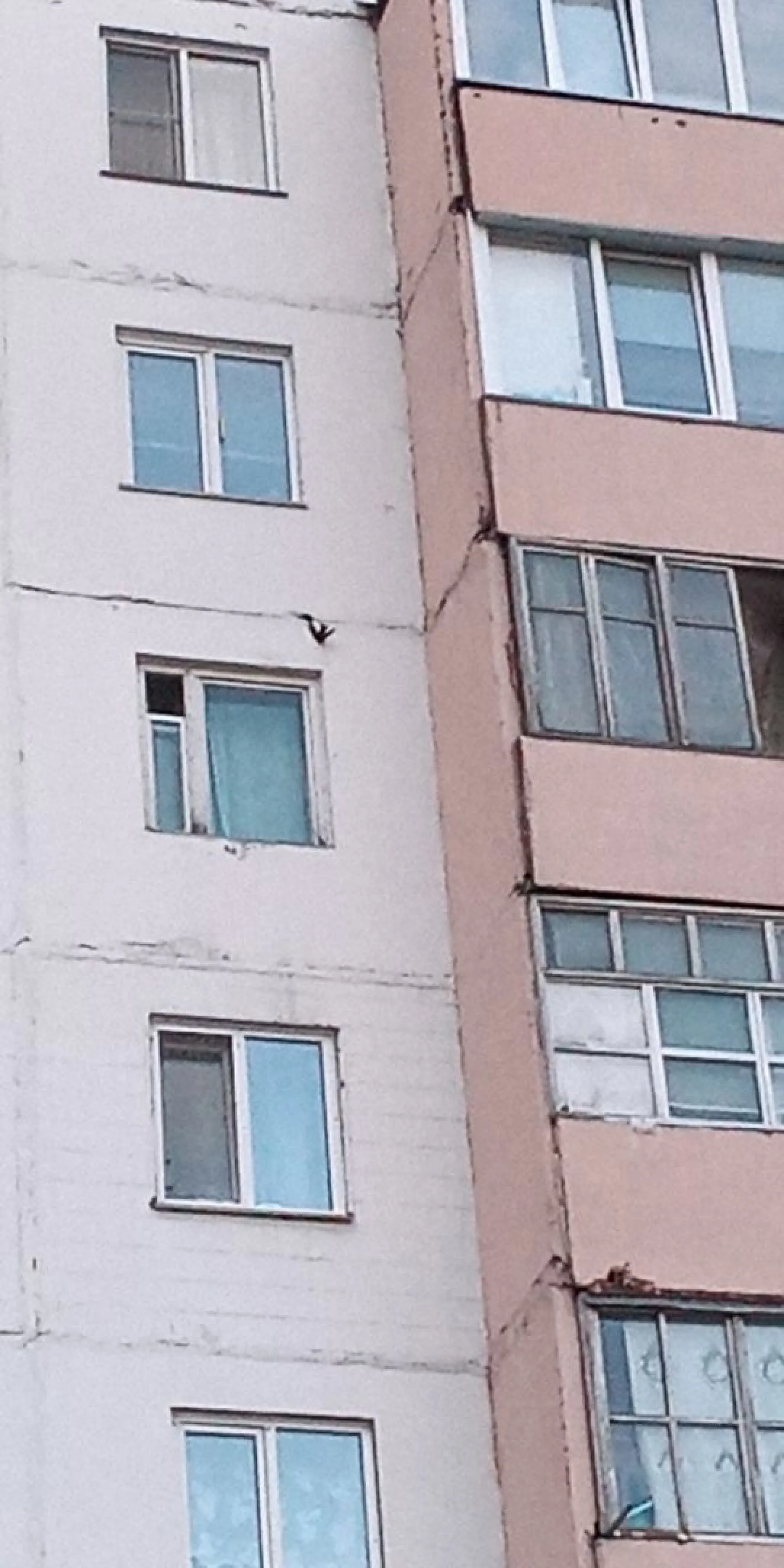 Дворник спас застрявшую в стене многоэтажки ласточку в Алтайском крае