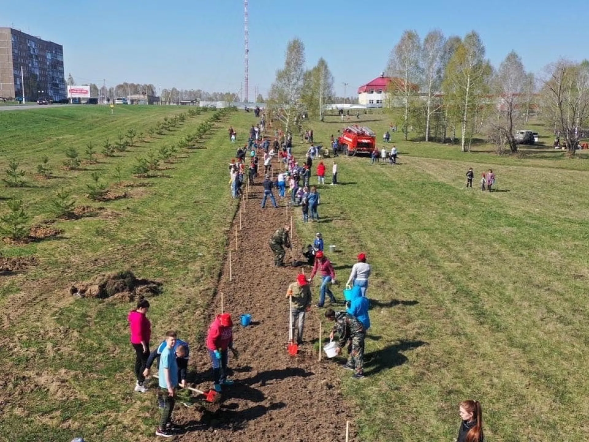 «Всё сначала»: сосны, высаженные жителями Заринска, исчезли с улиц города