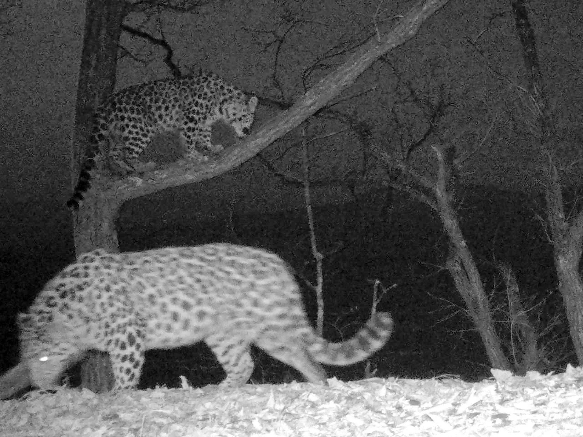 Необычное свидание дальневосточных леопардов впервые попало на фотоловушку