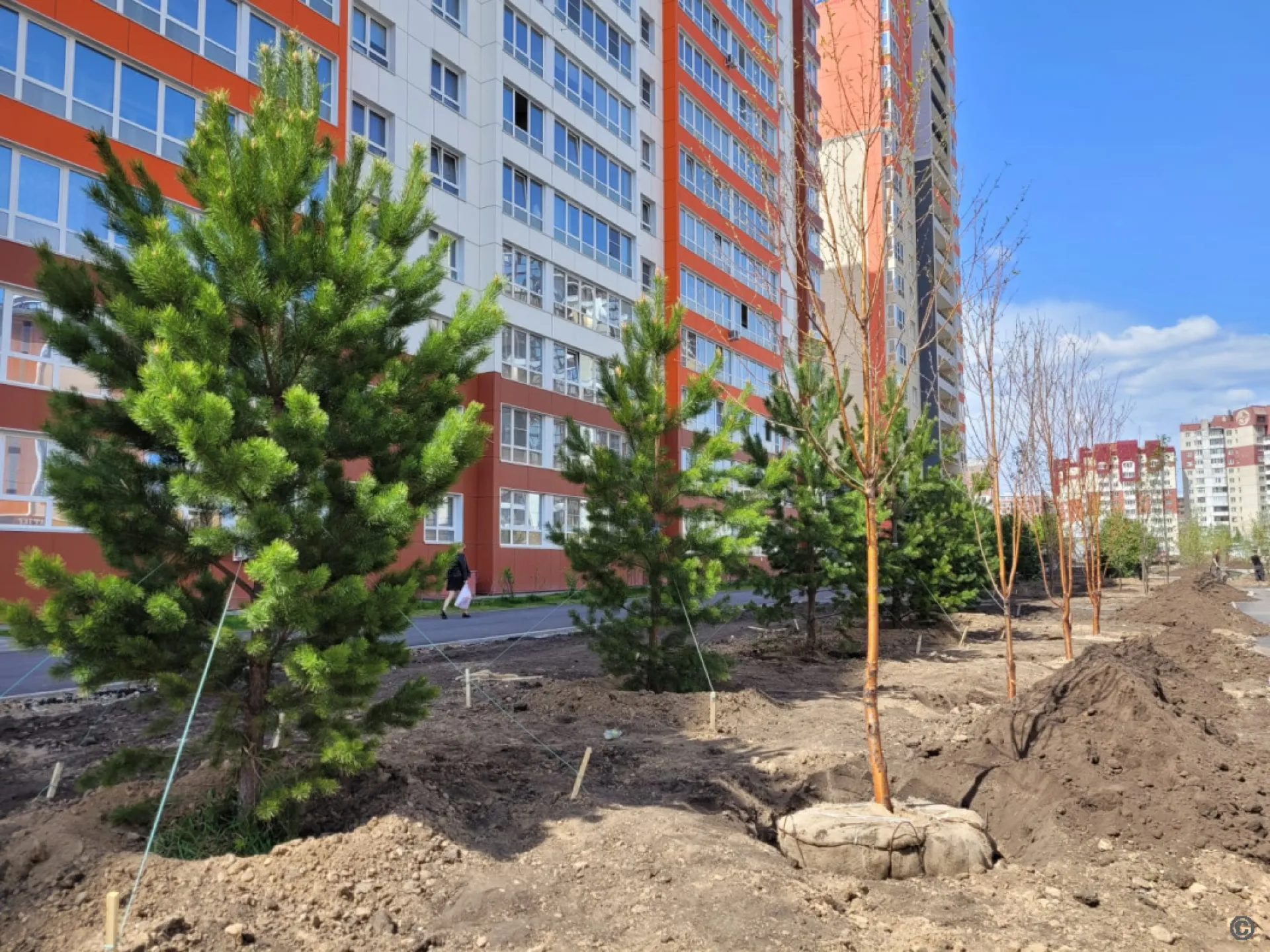 Более 400 деревьев и кустарников высаживают на одной из улиц Барнаула 