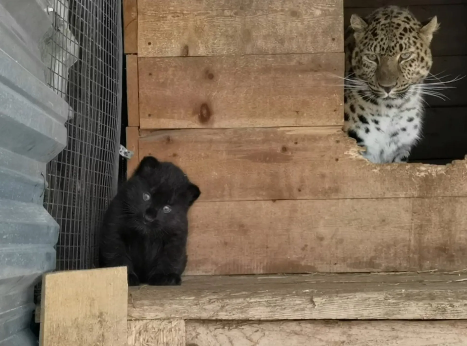 Маленький котёнок леопарда вышел на прогулку в барнаульском зоопарке Маленький котёнок леопарда вышел на прогулку в барнаульском зоопарке