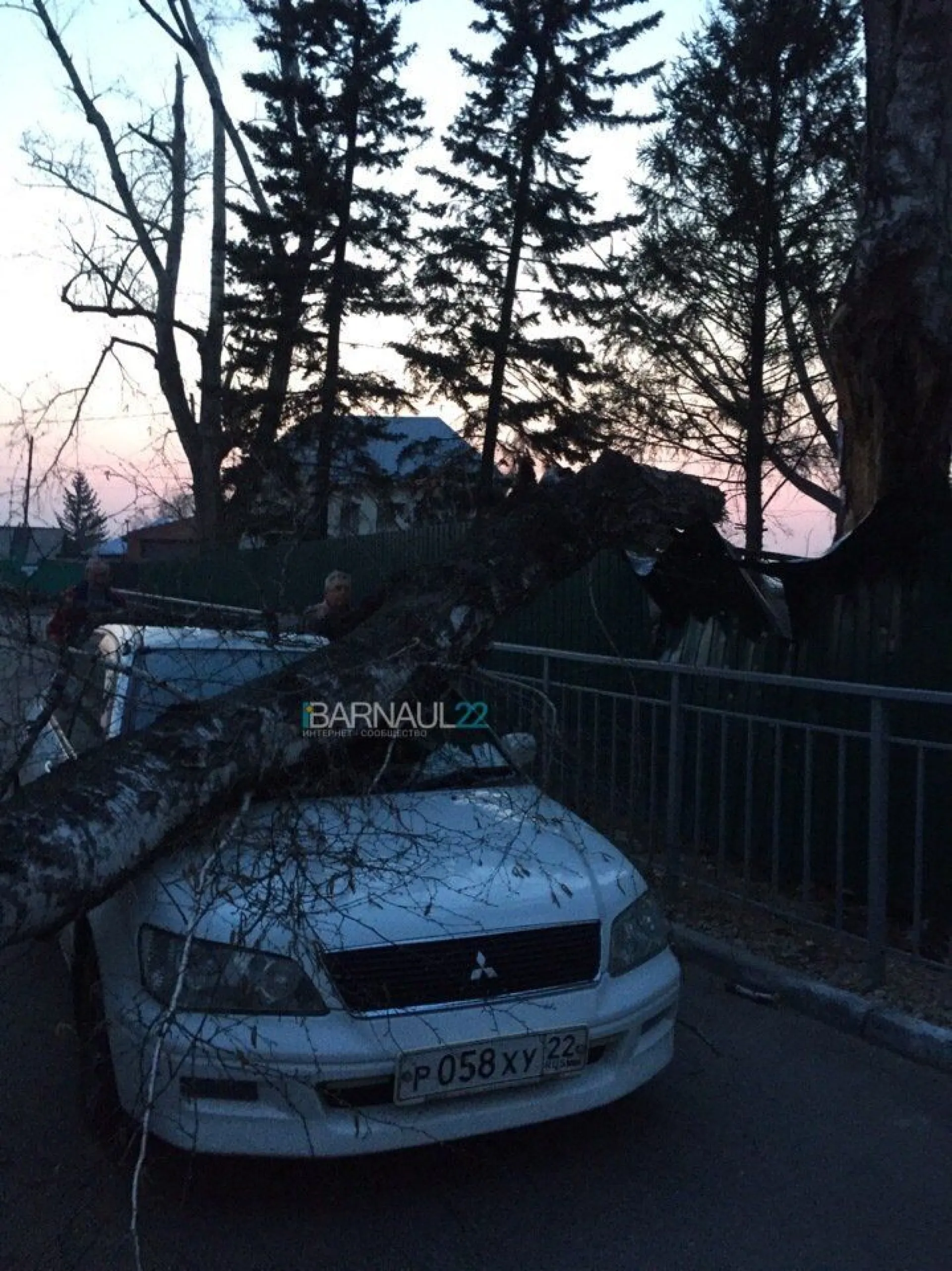 Дерево упало на припаркованный автомобиль в Нагорном парке Барнаула