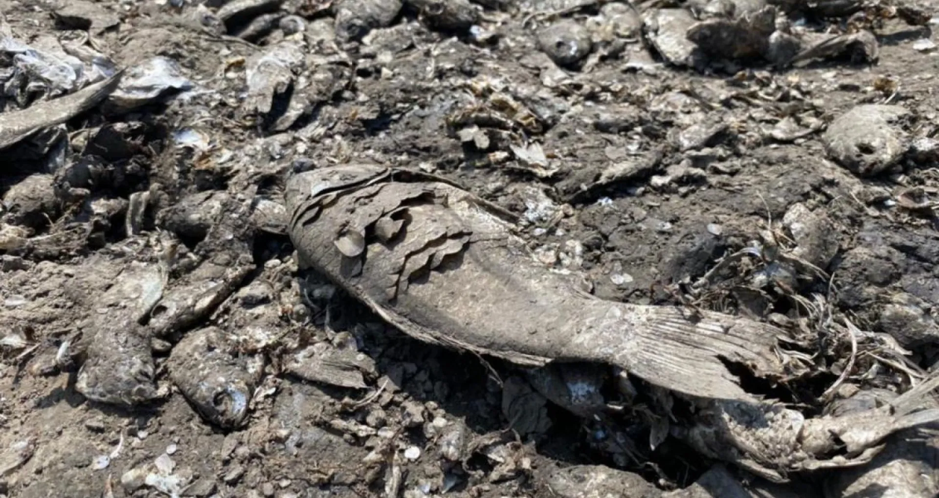 В Минприроды Алтайского края рассказали, почему в озере Клубничном массово гибнет рыба В Минприроды Алтайского края рассказали, почему в озере Клубничном массово гибнет рыба