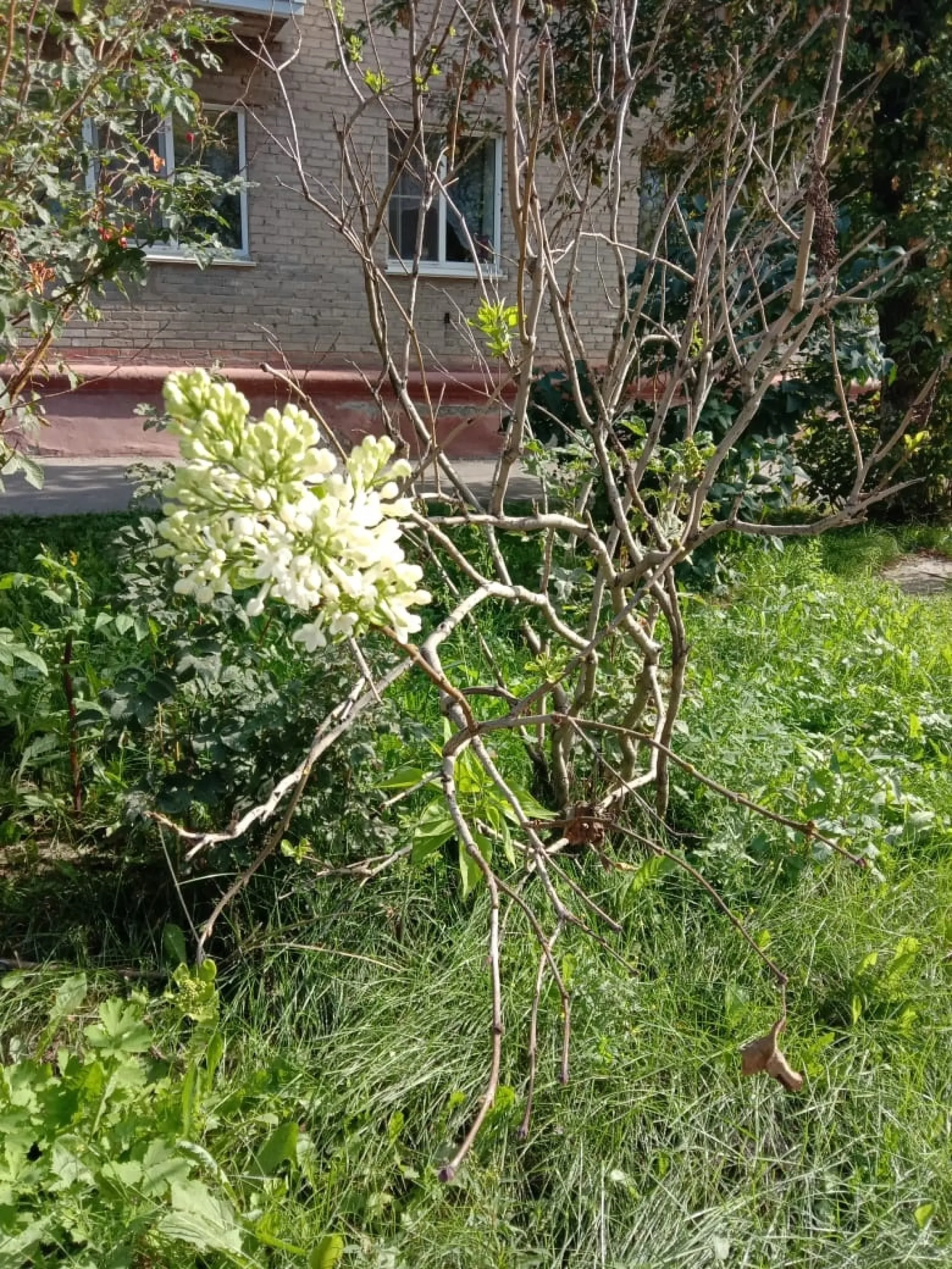 Сирень повторно зацвела в Барнауле