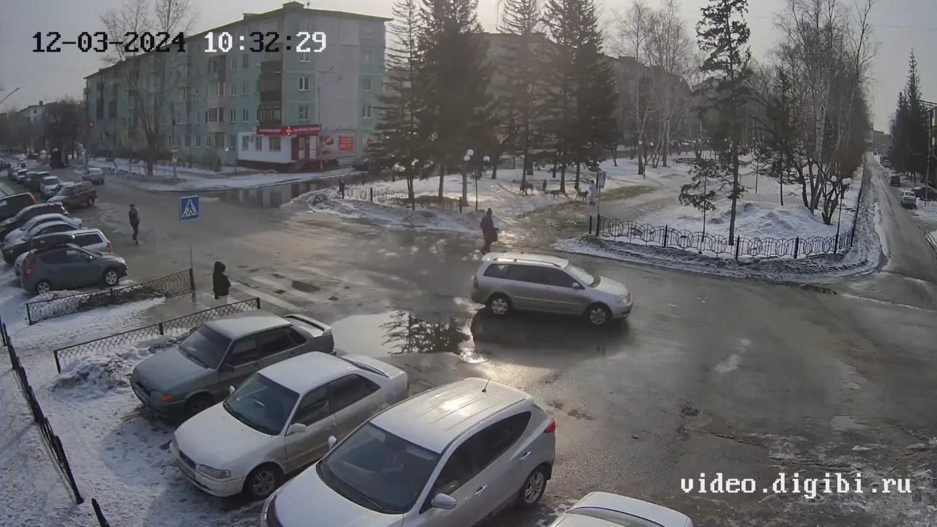 Стая бродячих собак напала на 11-летнюю девочку в Бийске Стая бродячих собак напала на 11-летнюю девочку в Бийске
