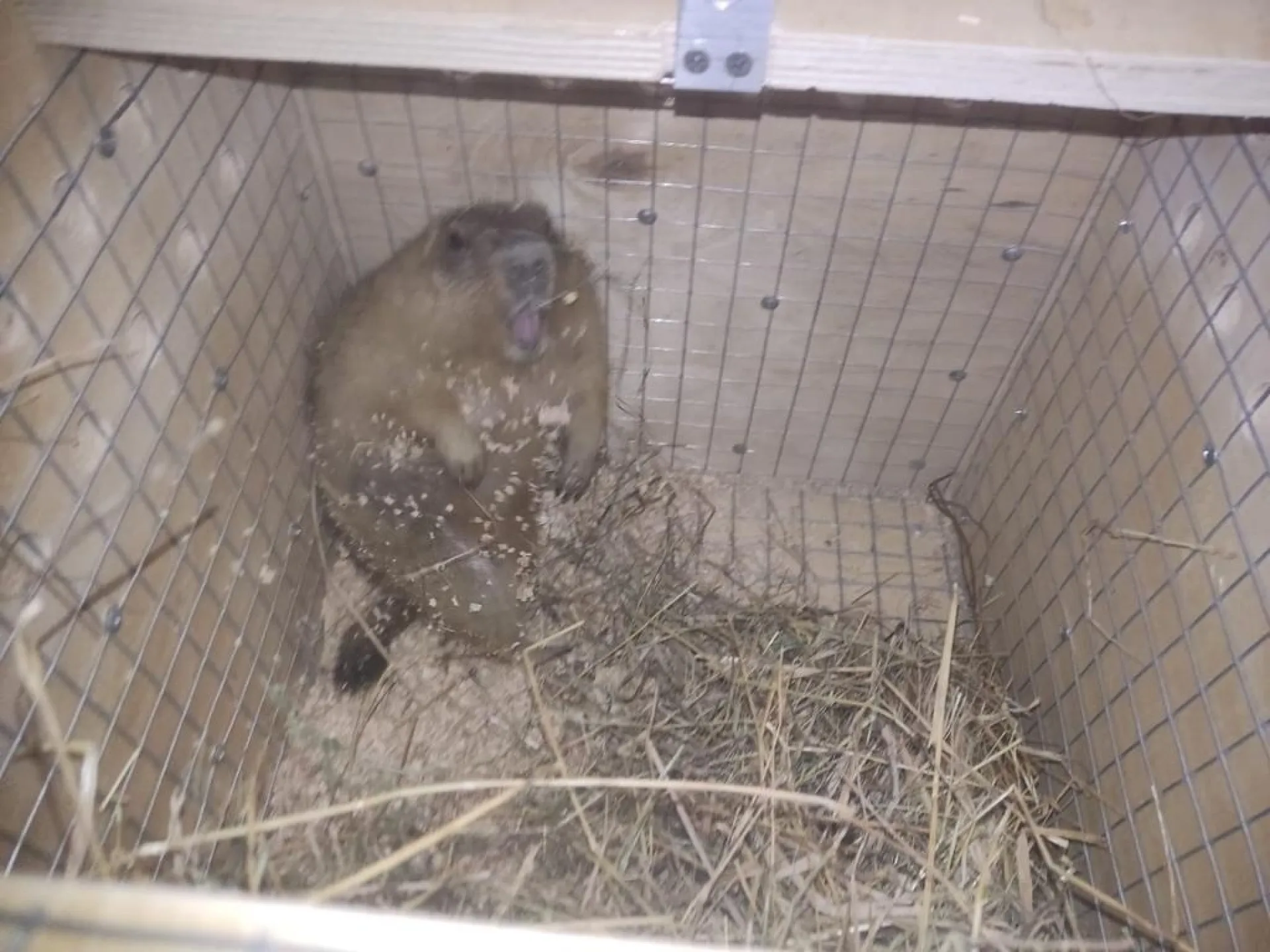 Новые жители приехали в барнаульский зоопарк из Ростова-на-Дону