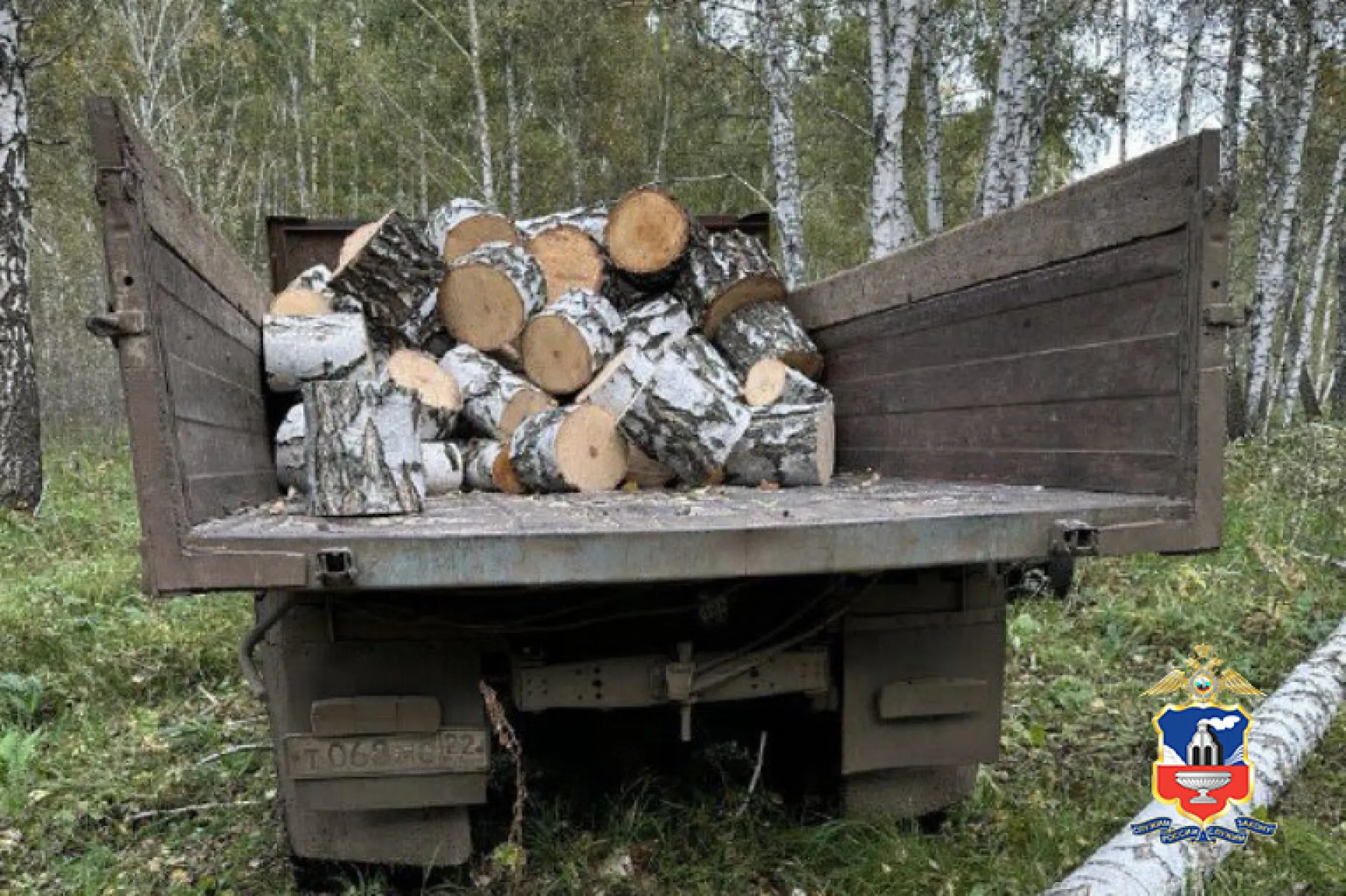 Преступную группу «черных лесорубов» поймали в Алтайском крае Преступную группу «черных лесорубов» поймали в Алтайском крае
