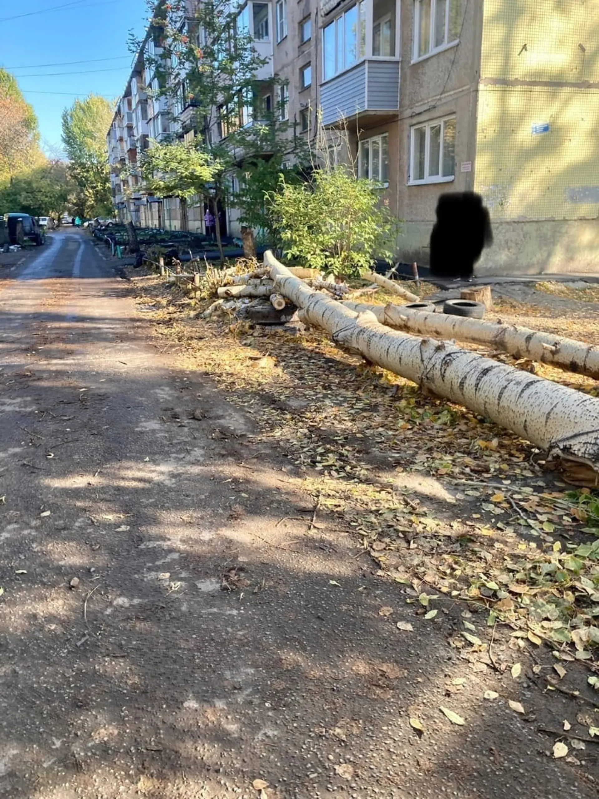 «По всему Барнаулу». Горожане сообщают о не убранных с улиц спиленных деревьях «По всему Барнаулу». Горожане сообщают о не убранных с улиц спиленных деревьях