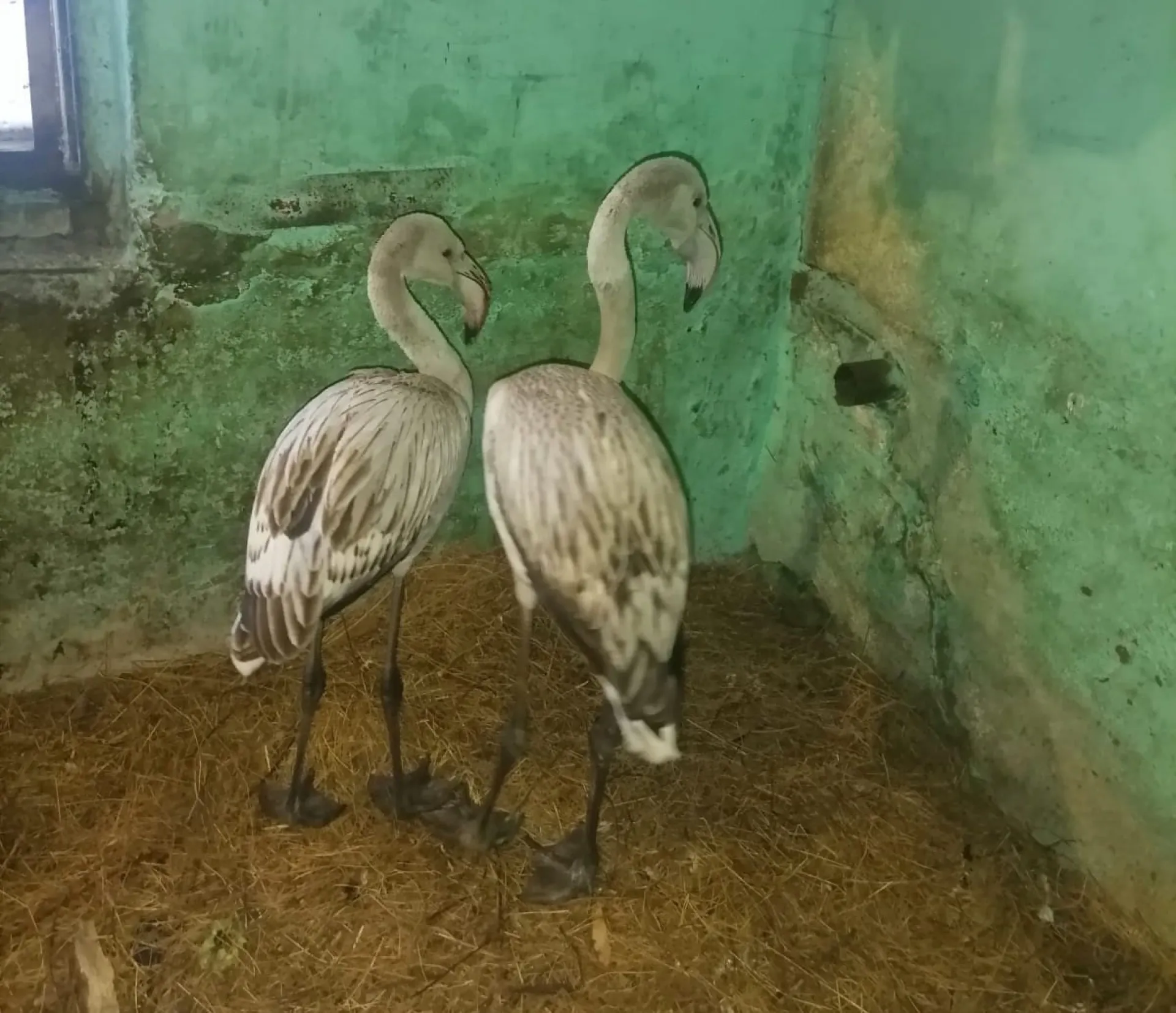 Фламинго снова спасли на Алтае Фламинго снова спасли на Алтае
