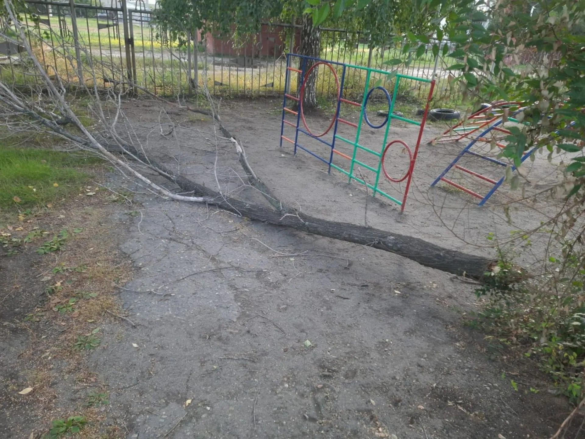 Дерево рухнуло на 4-летнего ребенка в детском саду в Бийске