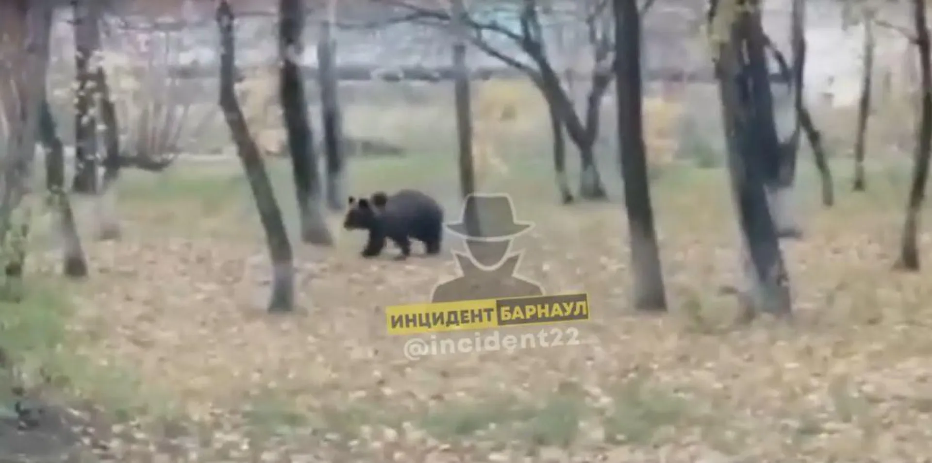По территории алтайского завода бегает медведица с медвежатами