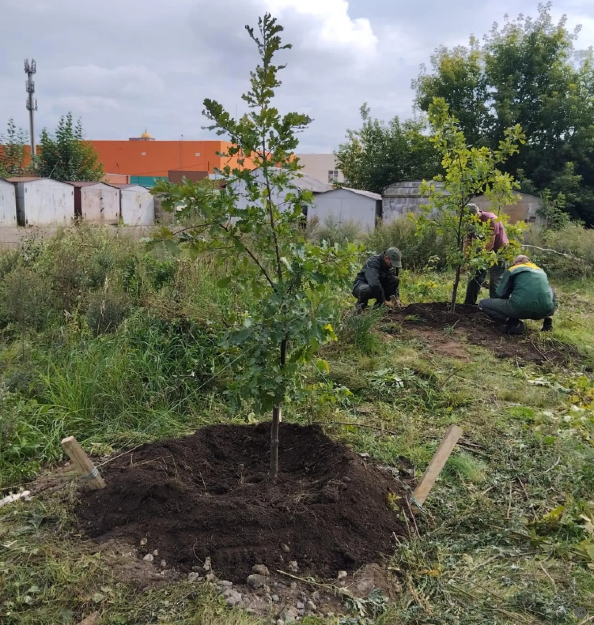 Более 450 деревьев высадят на улицах Барнаула