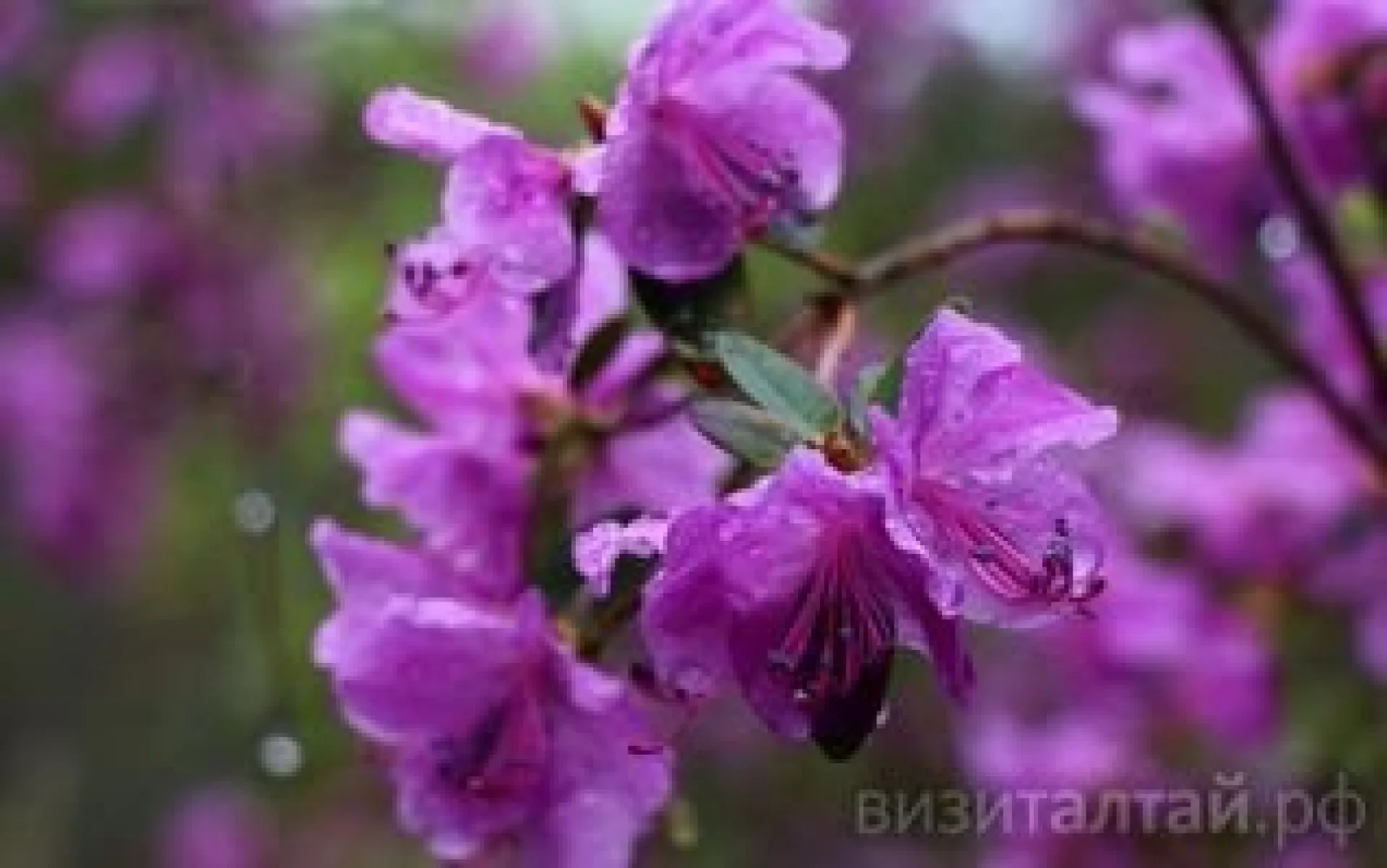 Туристический сезон в Алтайском крае откроется праздником «Цветение маральника»