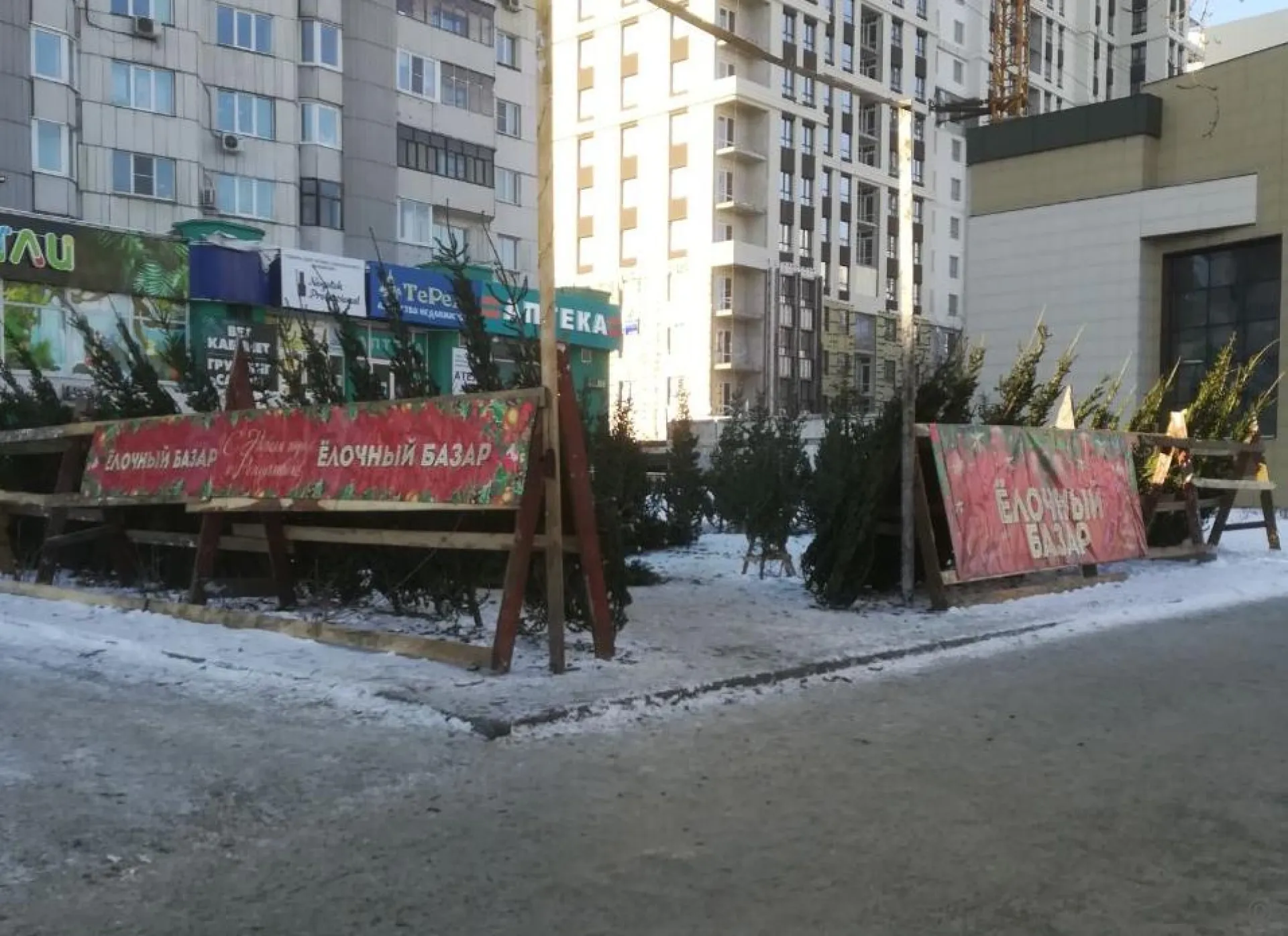 15 тысяч деревьев привезли в Барнаул для продажи на ёлочных базарах