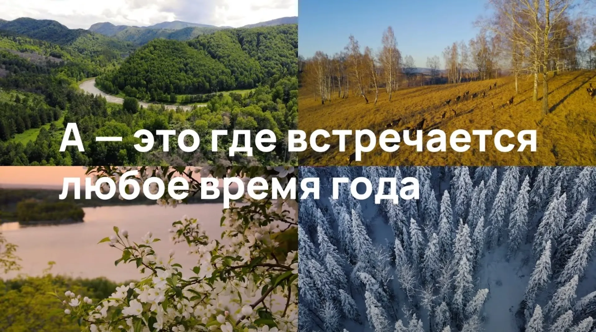 «А – это где?». Алтайский край глазами туриста: маральник, тысячи озёр и зимовка лебедей