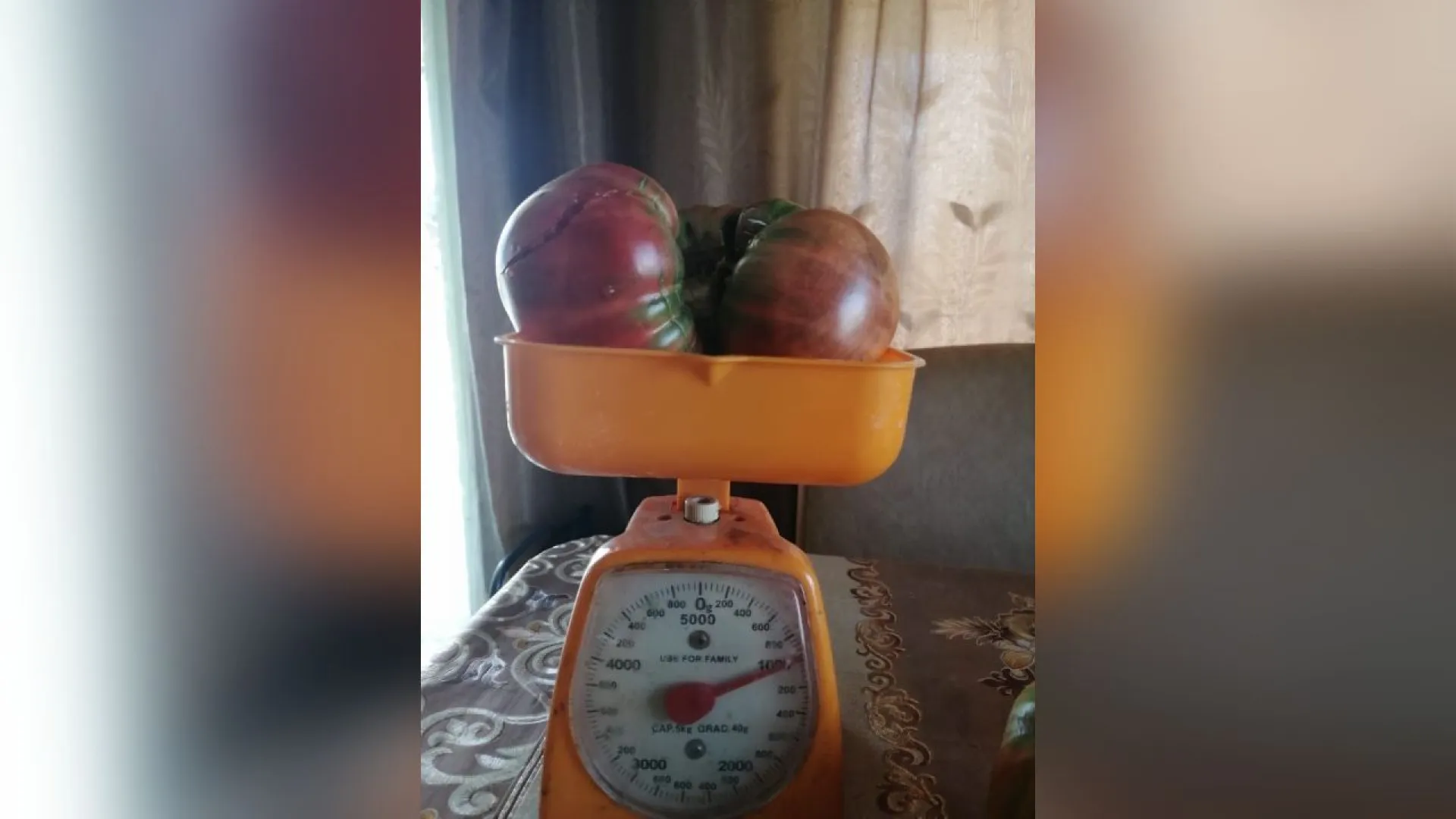 Килограммовый помидор вырастили в Алтайском крае