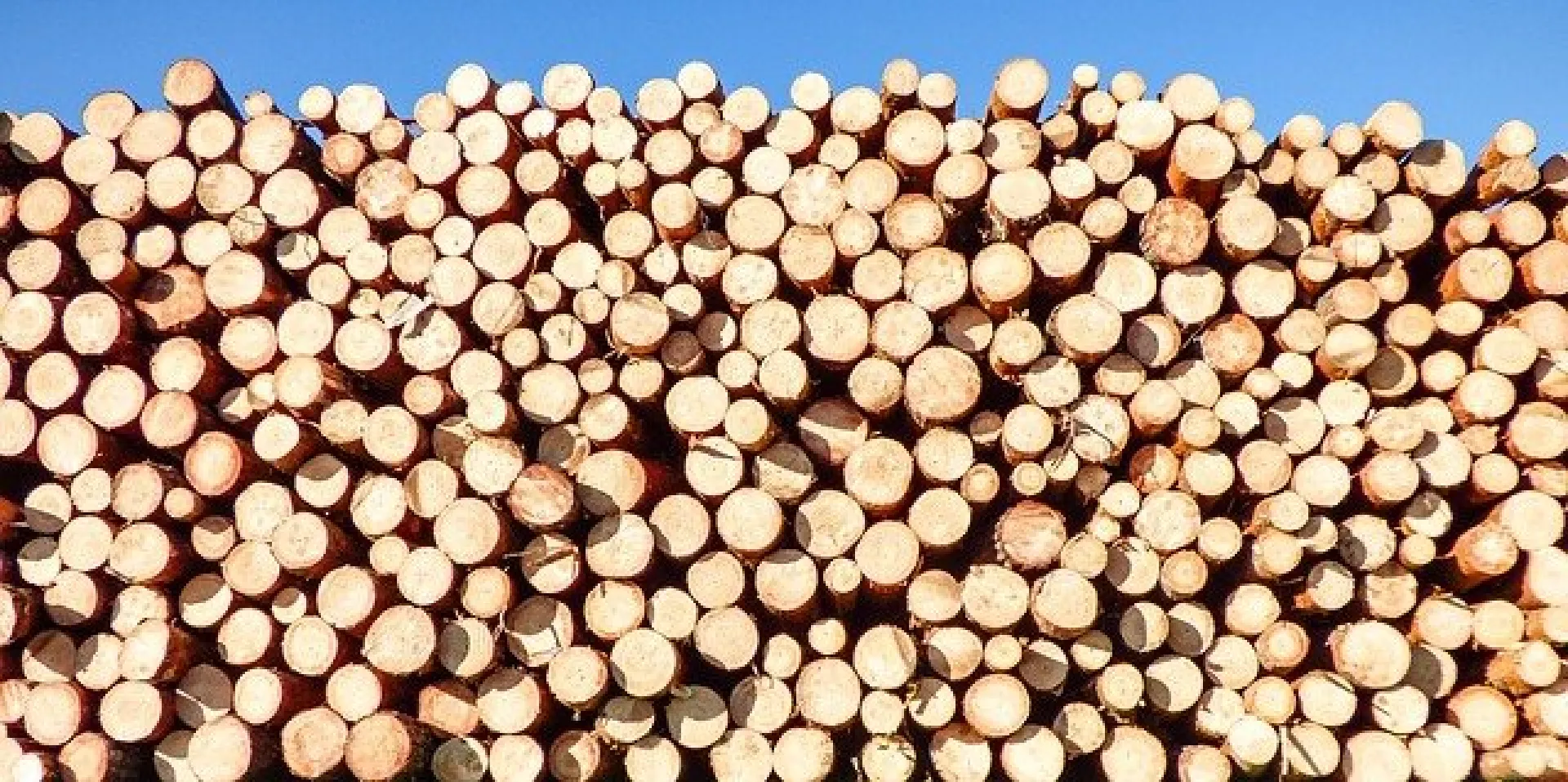 Из Алтайского края стали чаще вывозить древесину