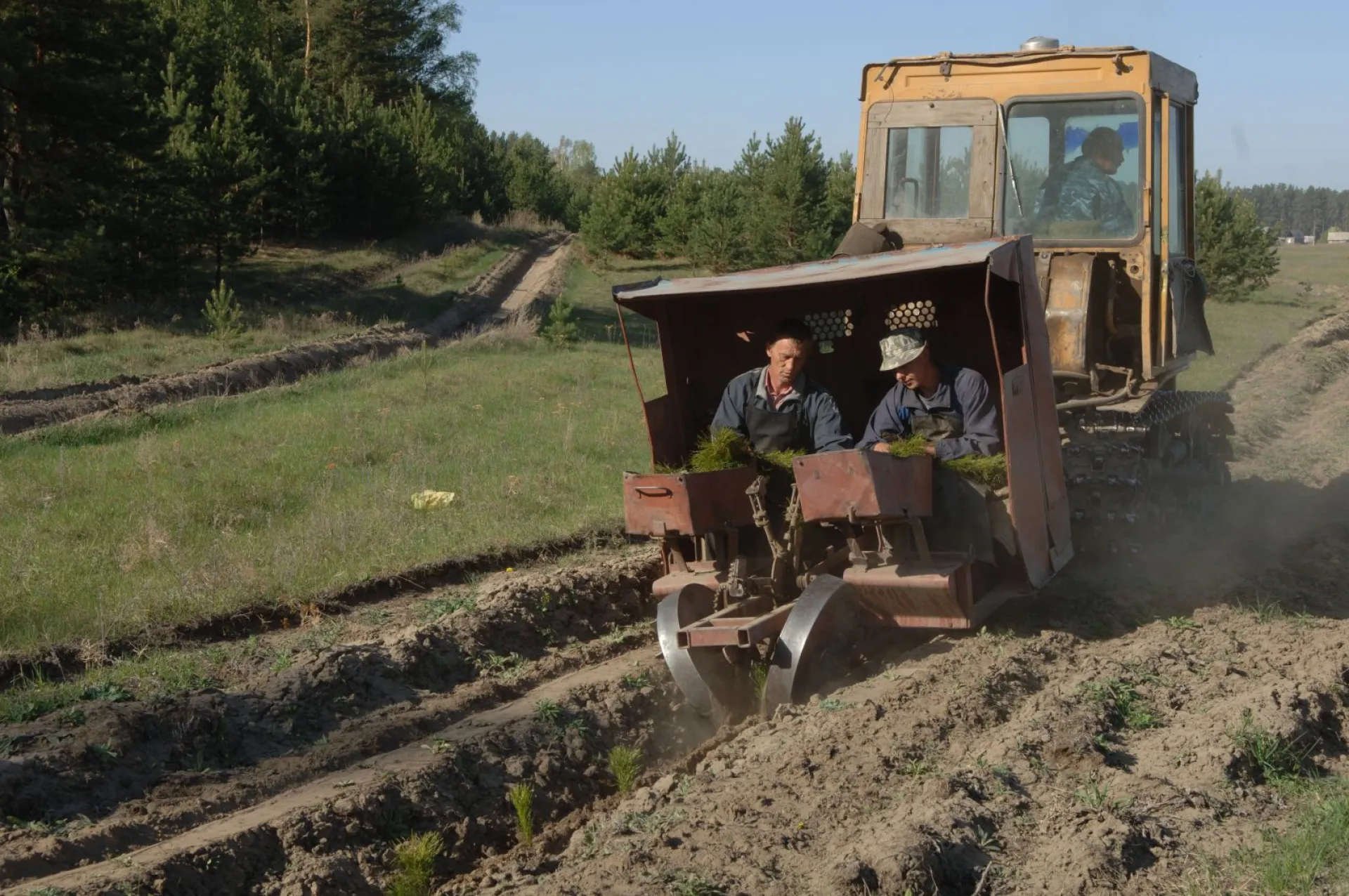 План по высадке деревьев перевыполнили в Алтайском крае План по высадке деревьев перевыполнили в Алтайском крае