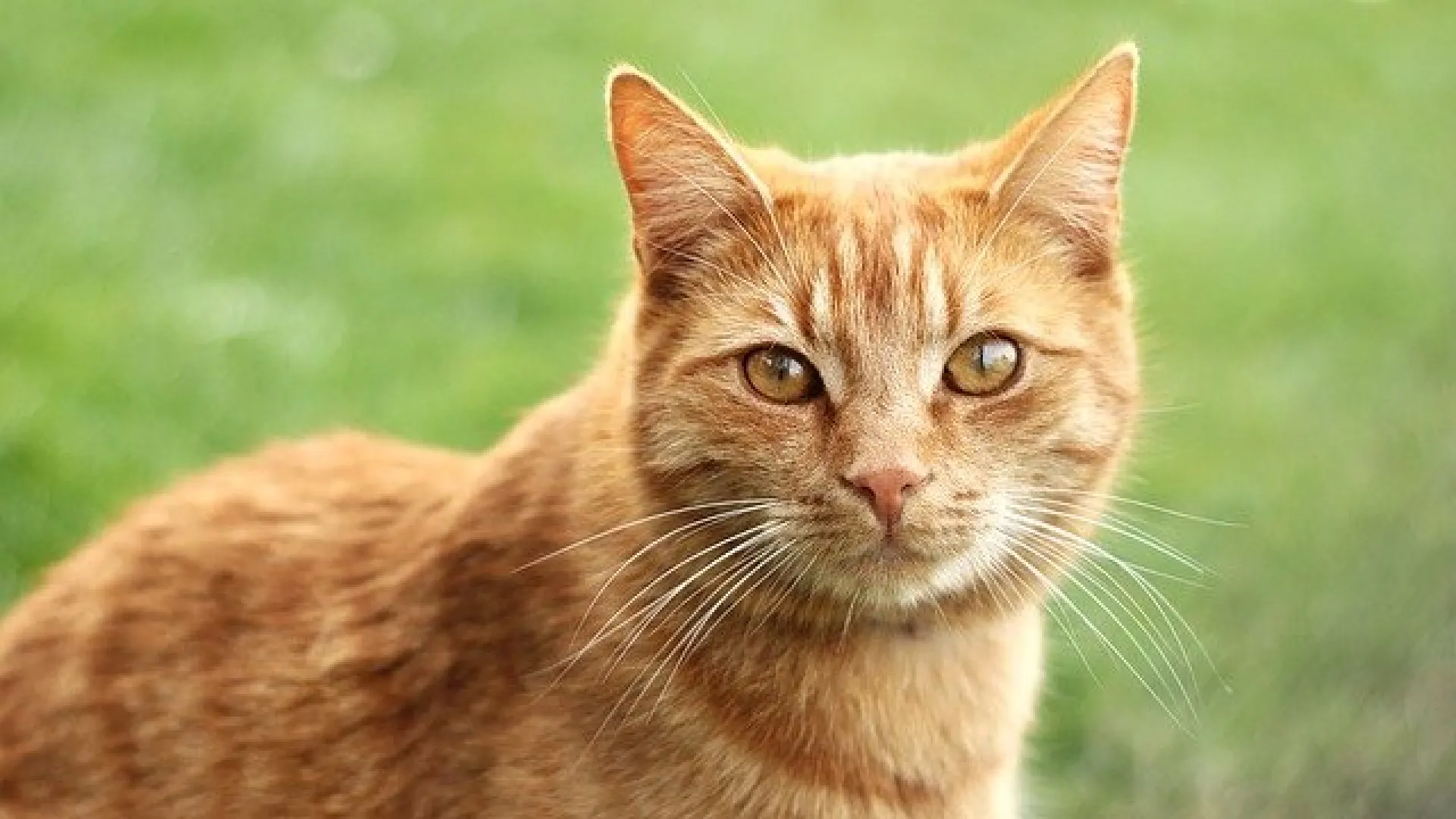 37 поразительных фактов о котах