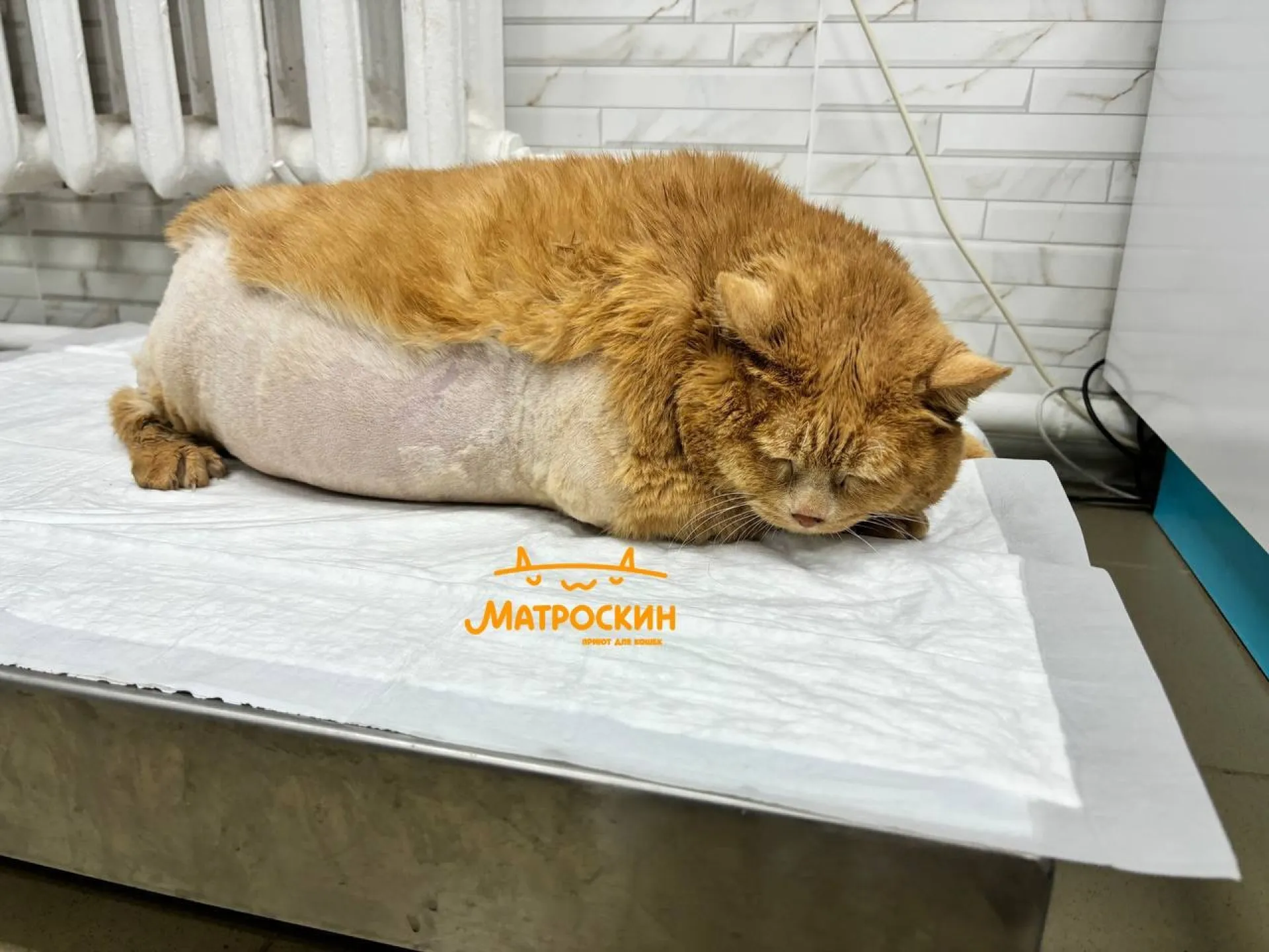 17-килограммовый кот Крошик попытался сбежать из приюта, но застрял в обувнице 17-килограммовый кот Крошик попытался сбежать из приюта, но застрял в обувнице