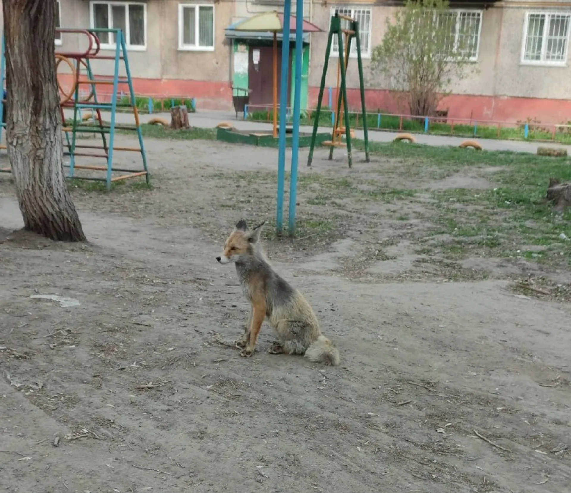 Лисицу, сидящую на детской площадке, заметили барнаульцы Лисицу, сидящую на детской площадке, заметили барнаульцы
