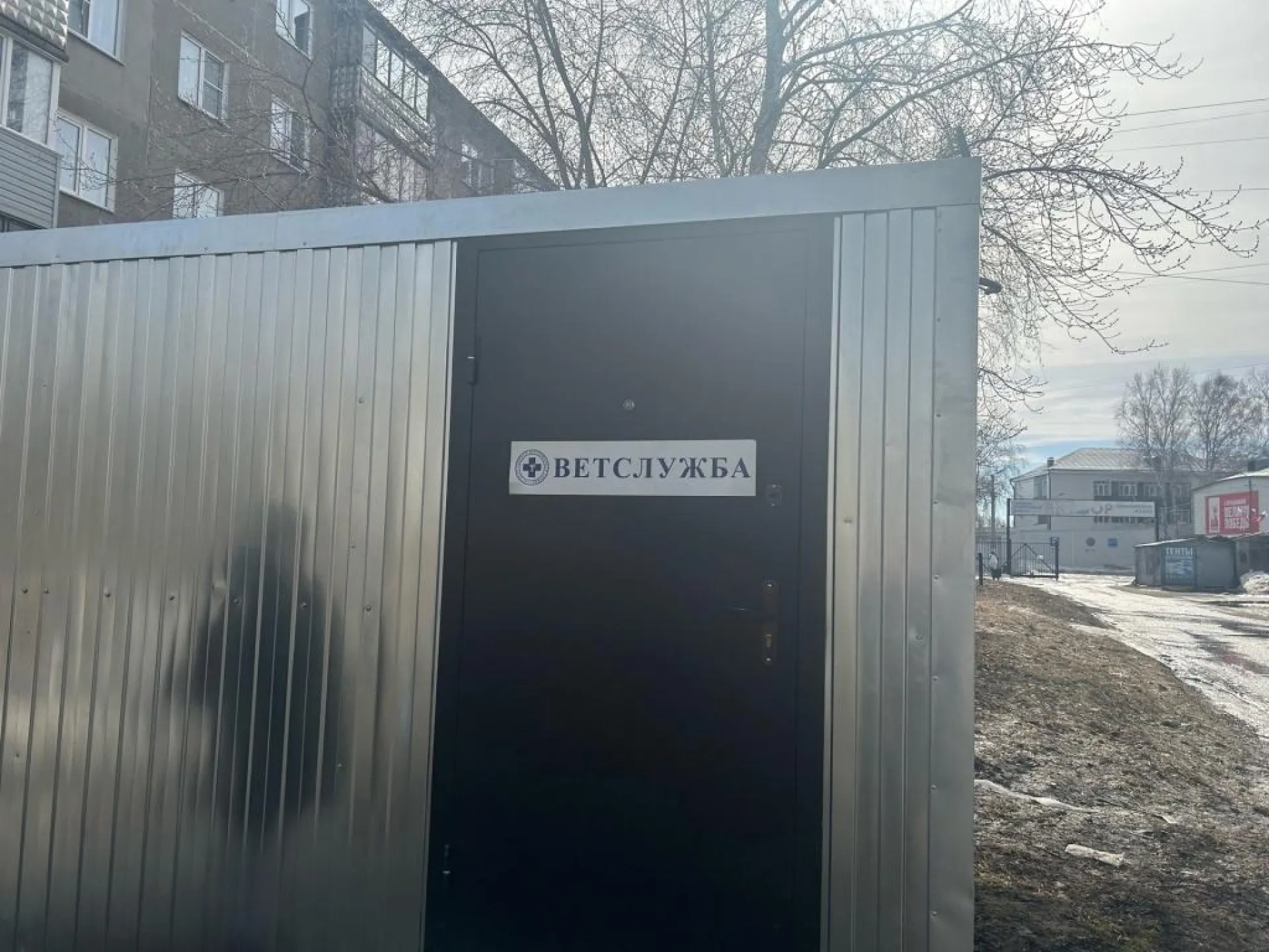 Более 62 тысяч собак чипировали жители Алтайского края Более 62 тысяч собак чипировали жители Алтайского края
