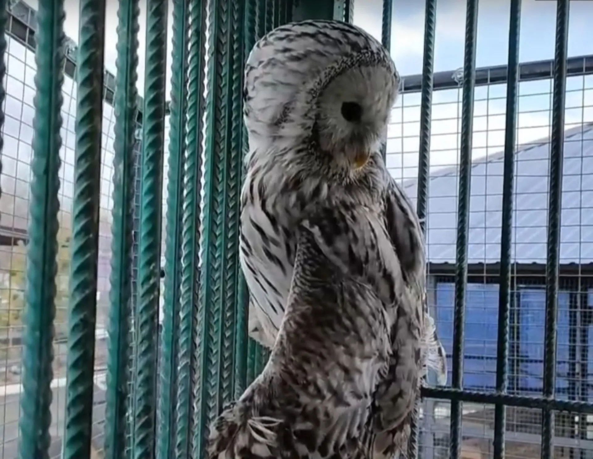 Школьники из Барнаула спасли сову, повредившую крыло Школьники из Барнаула спасли сову, повредившую крыло
