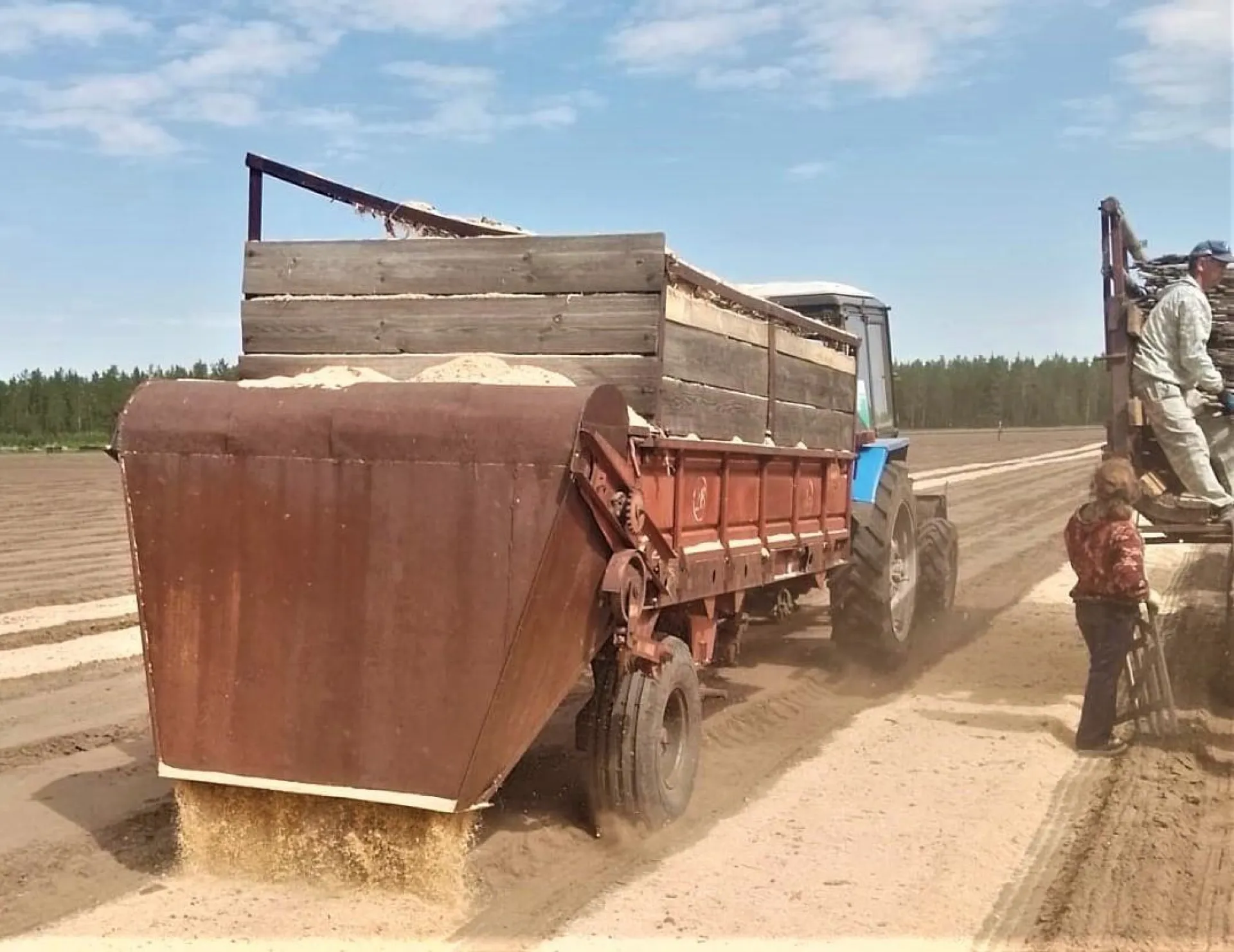 План по посеву в лесных питомниках Алтайского края выполнили на 100 %