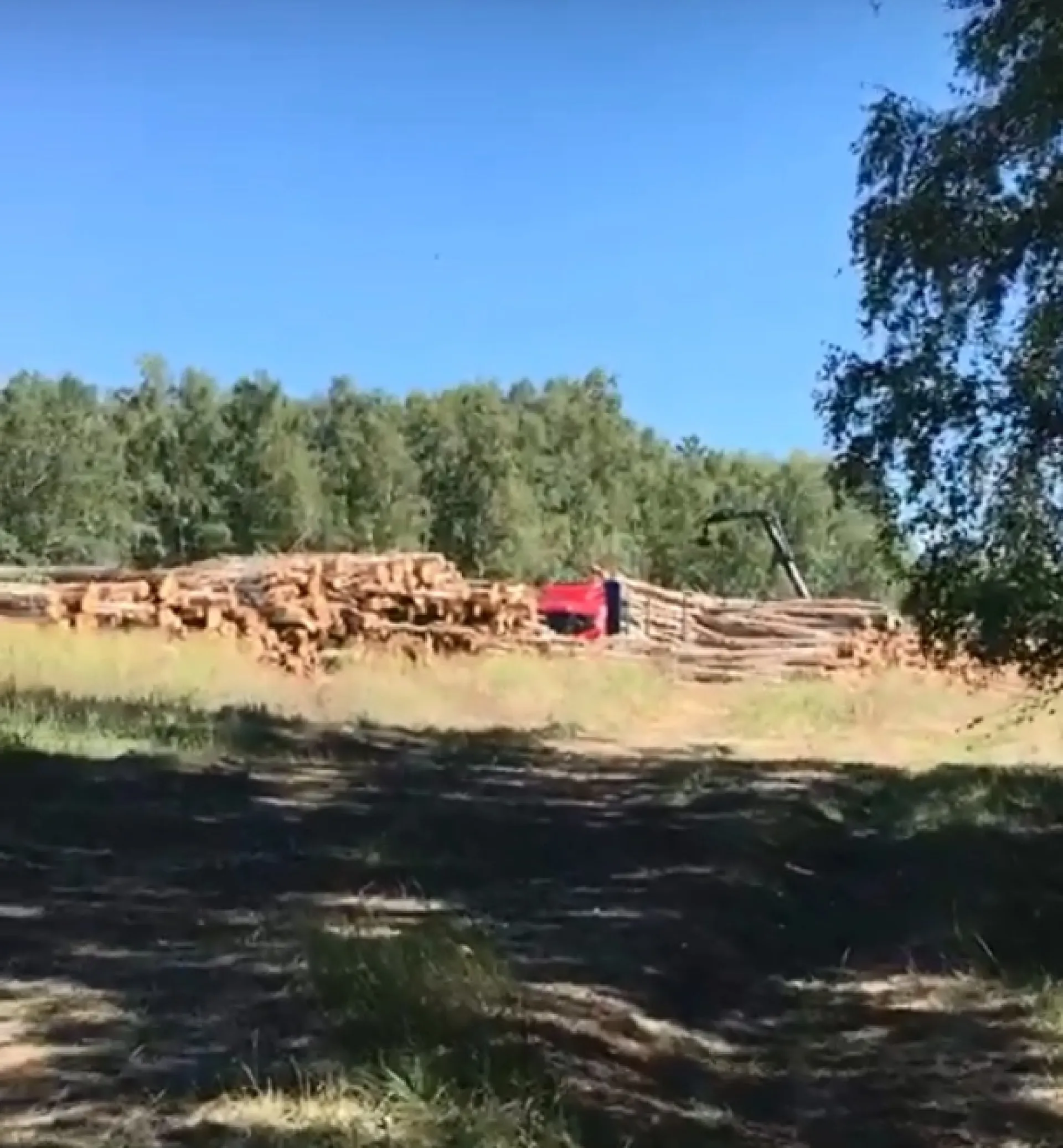 «Одни пеньки остались»: жители села Тюменцево обеспокоены вырубкой деревьев в Первомайской роще «Одни пеньки остались»: жители села Тюменцево обеспокоены вырубкой деревьев в Первомайской роще