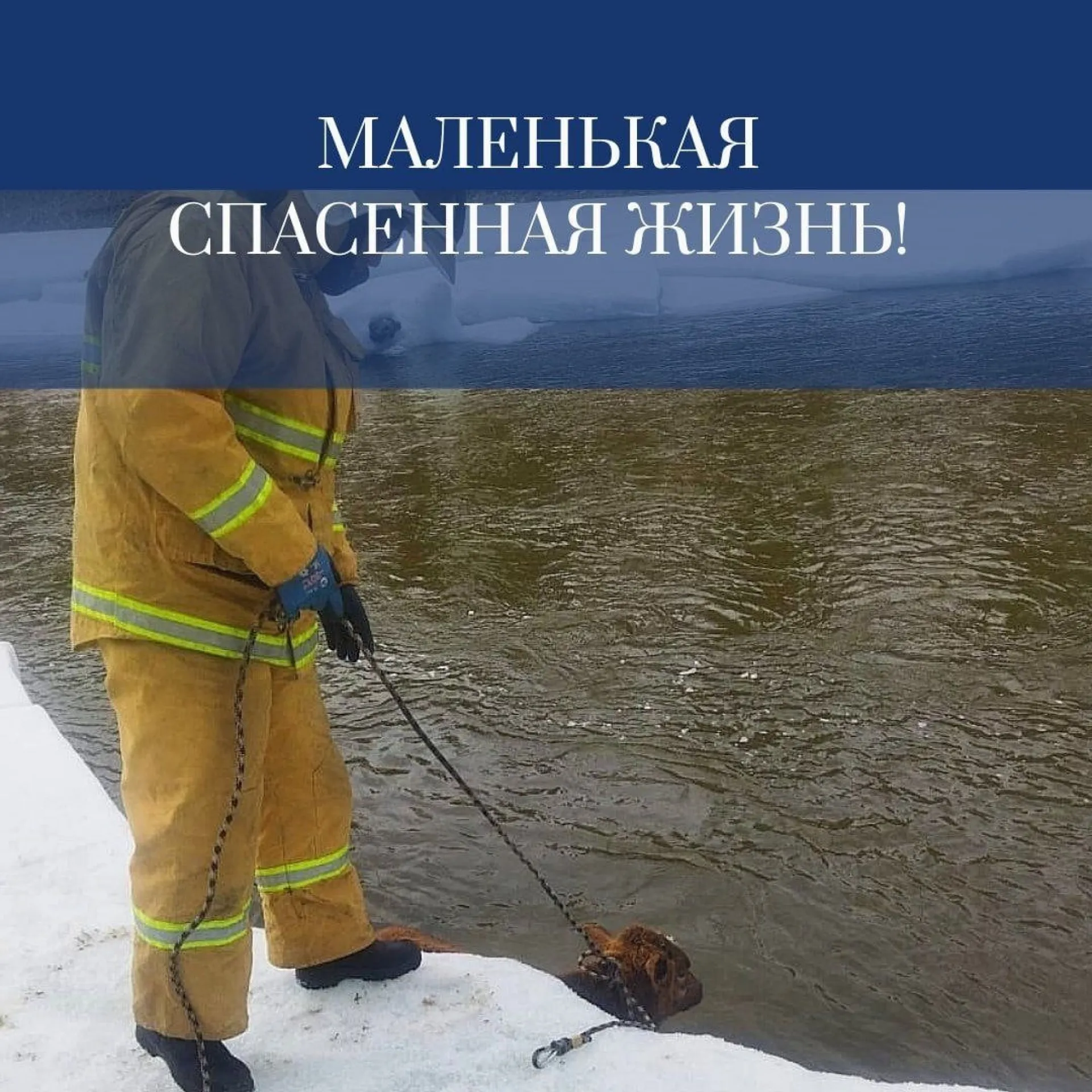 Провалившегося в ледяную реку теленка спасли в Республике Алтай Провалившегося в ледяную реку теленка спасли в Республике Алтай