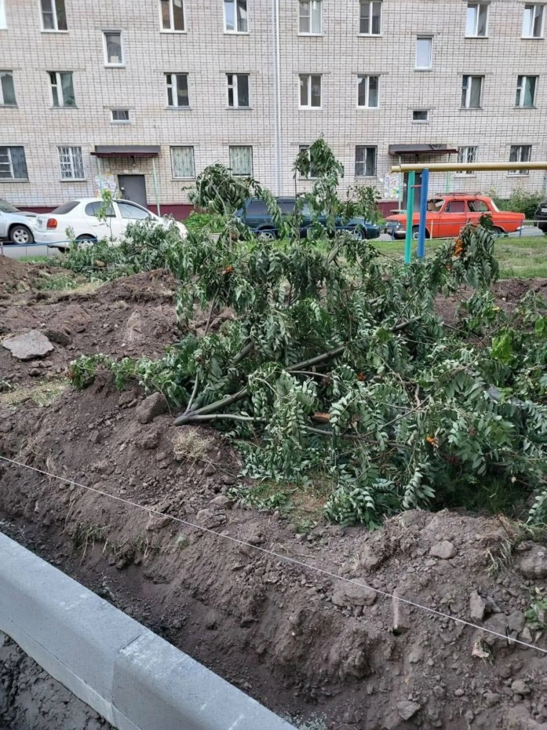 Женщина негодует из-за вырубки деревьев во дворах Барнаула Женщина негодует из-за вырубки деревьев во дворах Барнаула
