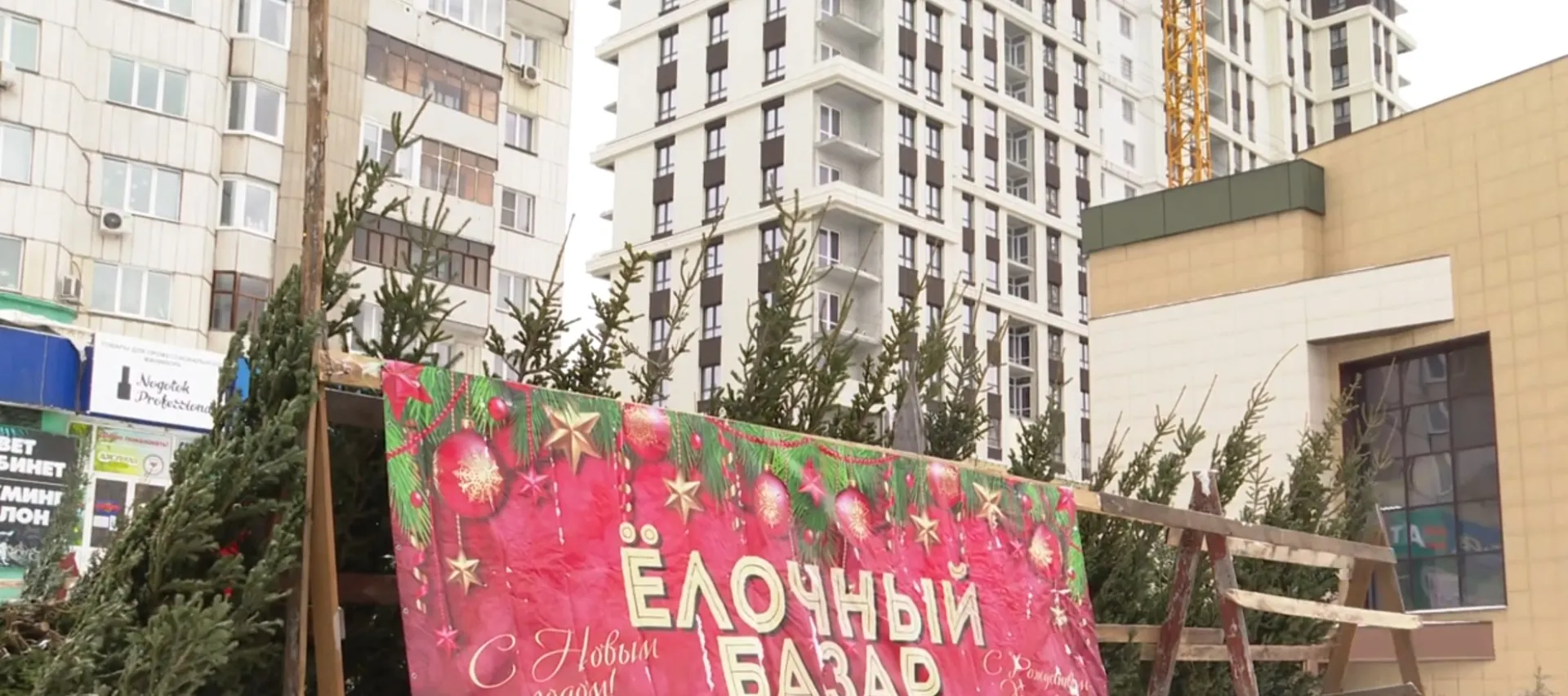50 ёлочных базаров открылись в Барнауле