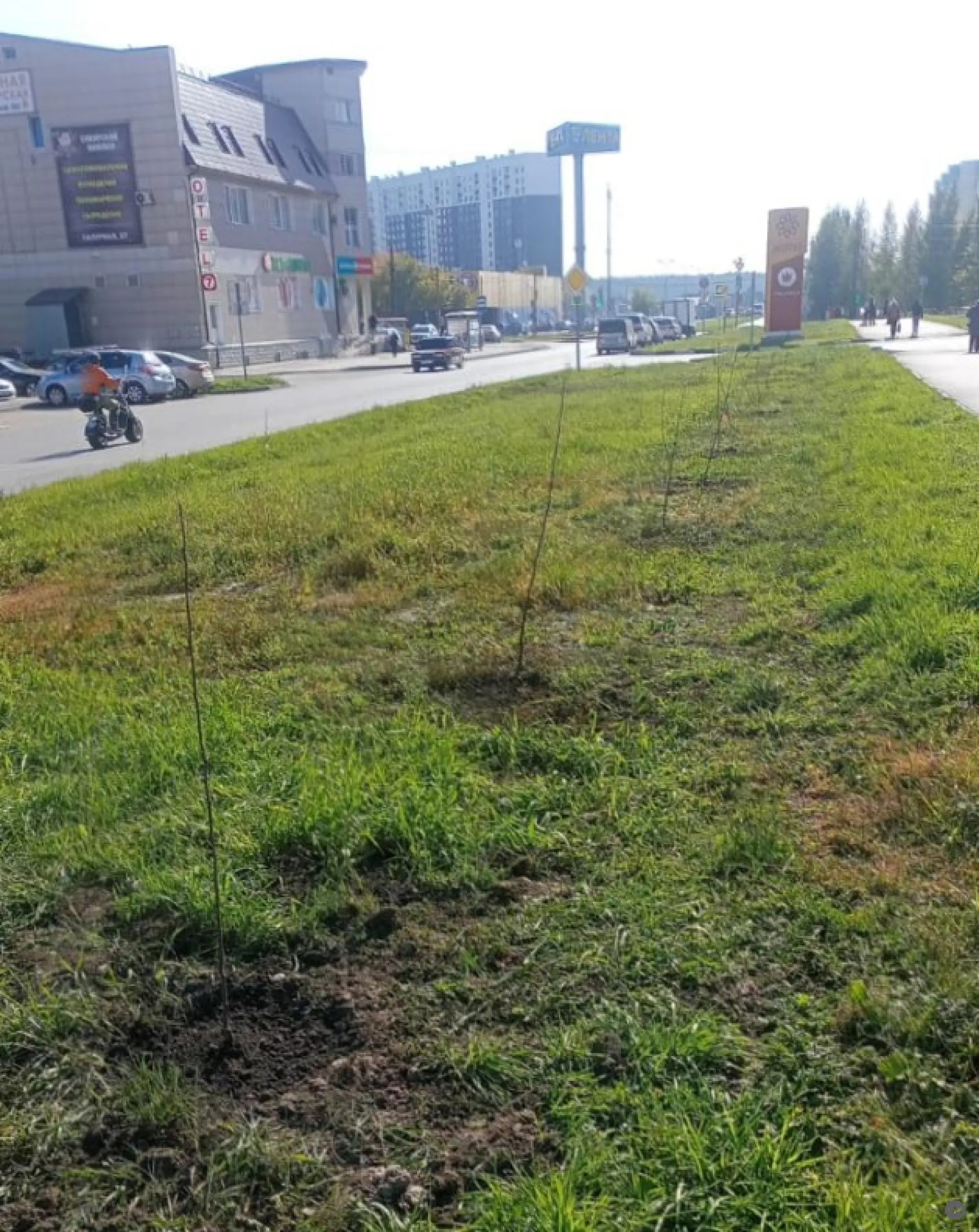 20 саженцев яблони высадили напротив барнаульской поликлиники № 14 
