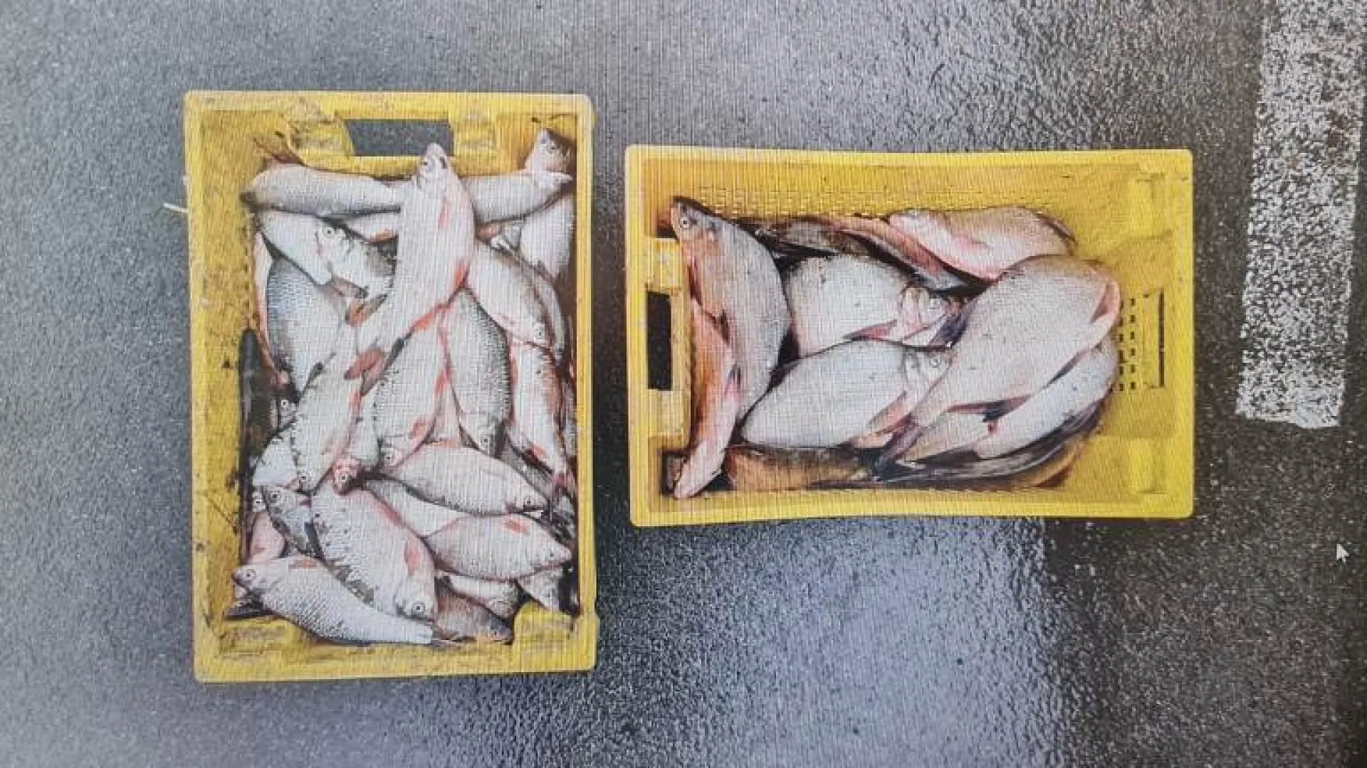 Полицейские поймали браконьера с большим уловом в Алтайском крае Полицейские поймали браконьера с большим уловом в Алтайском крае