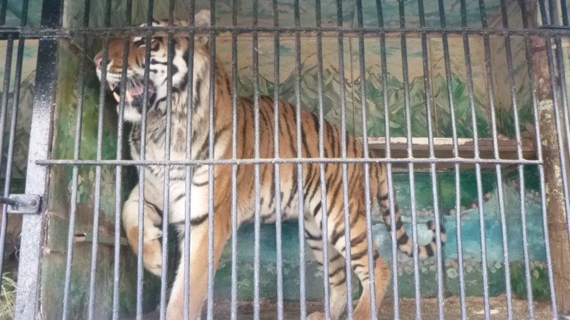 Экзотических животных пытались незаконно вывезти из Алтайского края