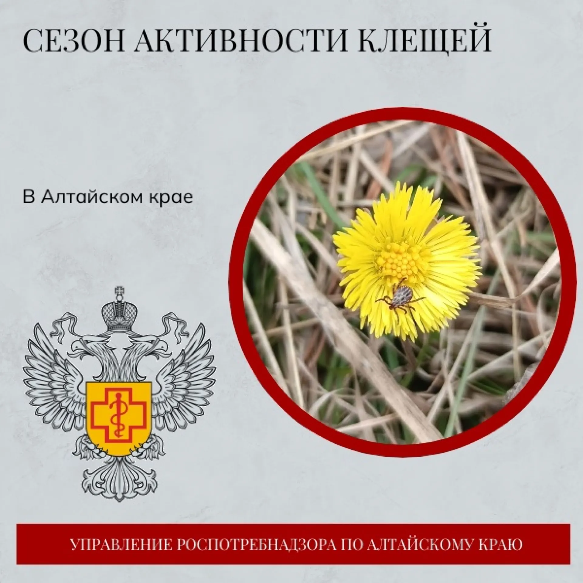 7 человек пострадали от присасывания клещей за прошедшую неделю в Алтайском крае 7 человек пострадали от присасывания клещей за прошедшую неделю в Алтайском крае