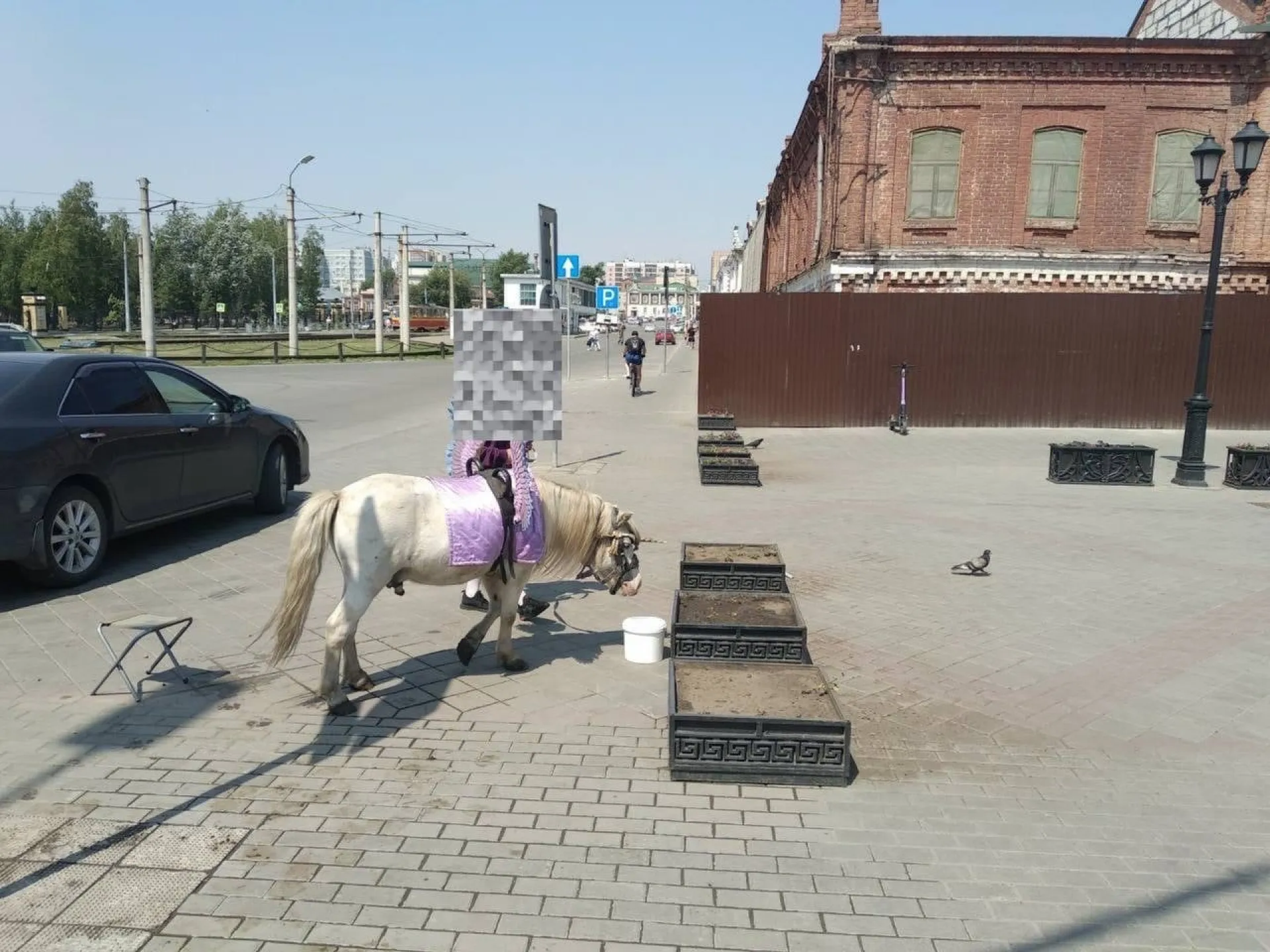 Барнаульского пони заставляют работать в аномальную жару